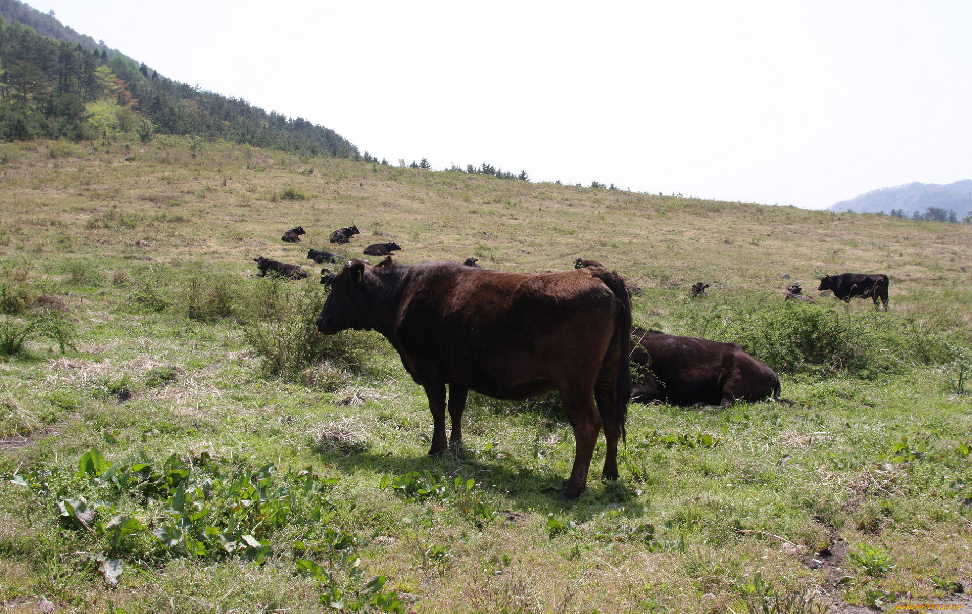 животные, коровы, буйволы