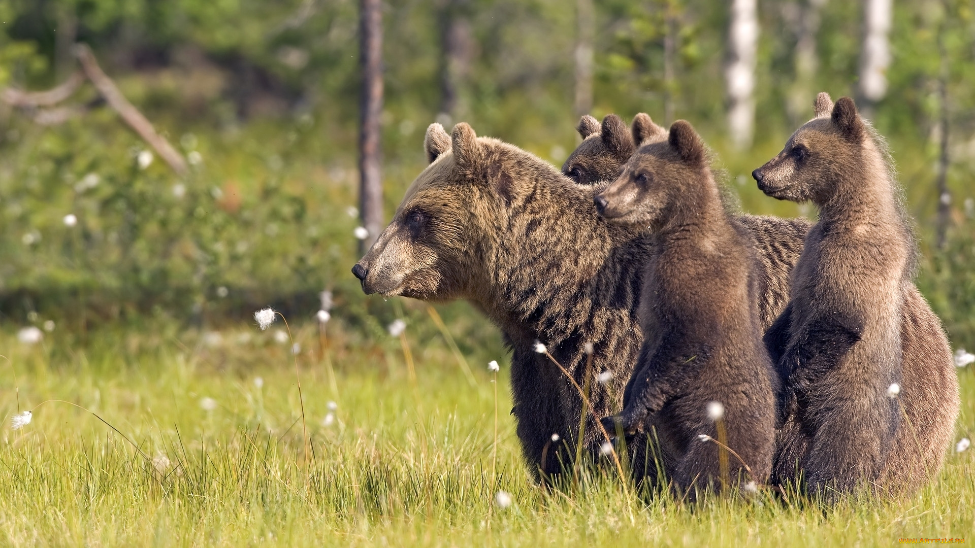 животные, медведи