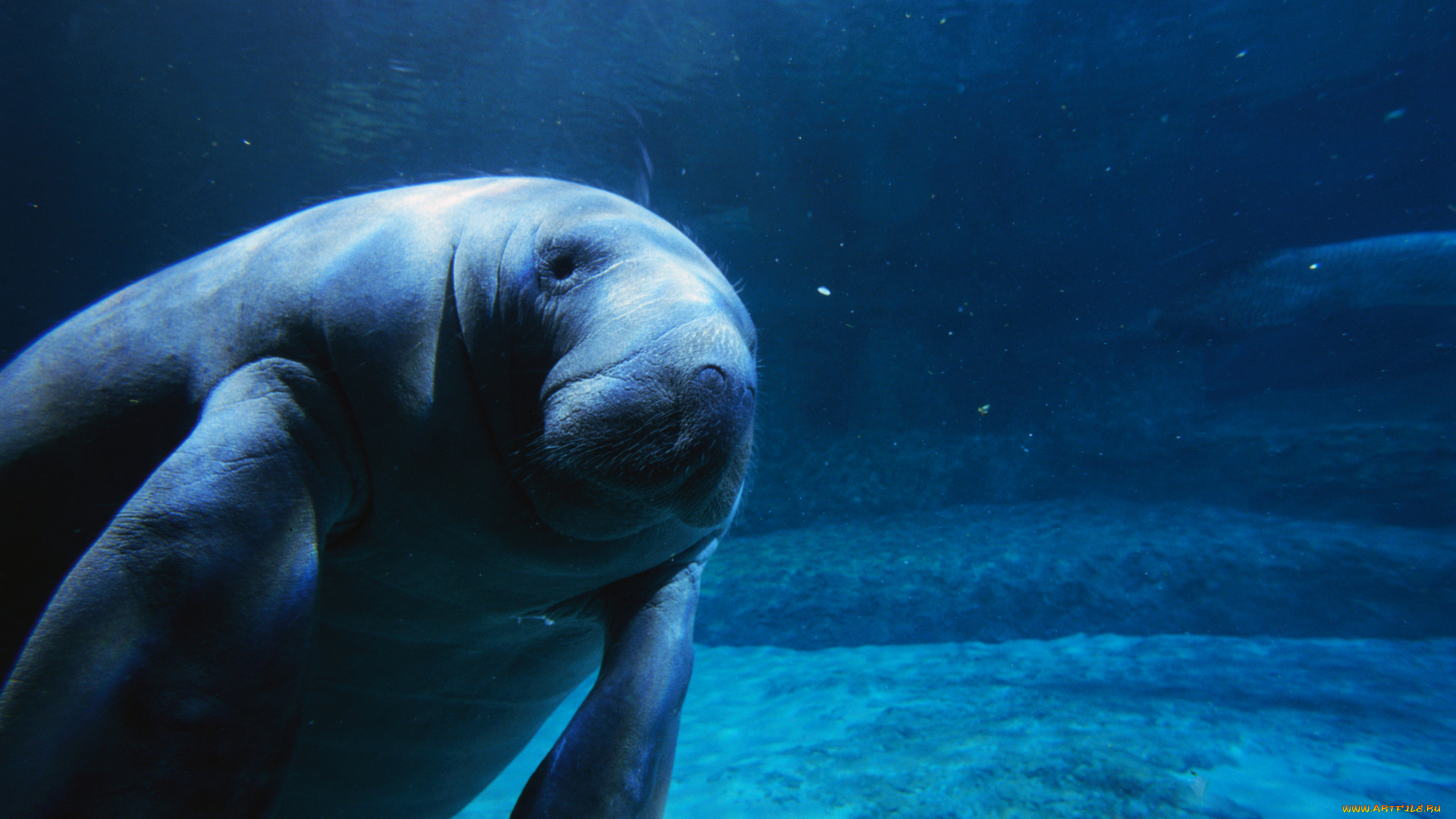 животные, морские, коровы, слоны