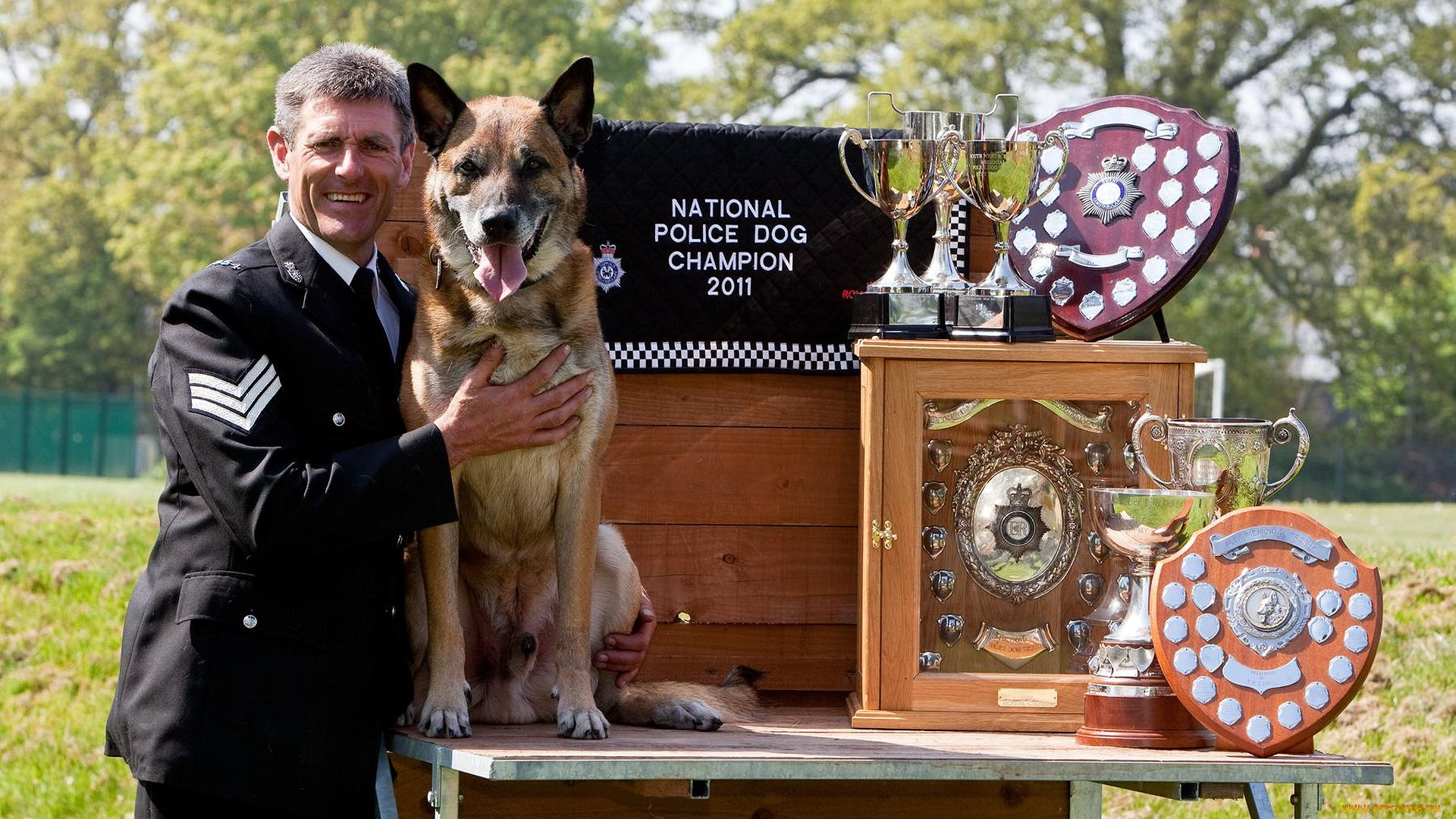 животные, собаки