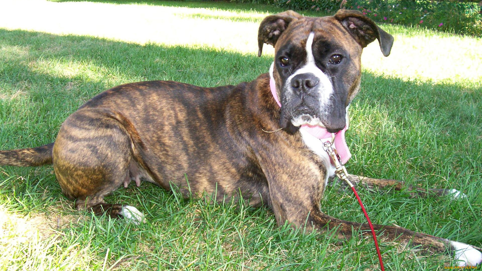 животные, собаки