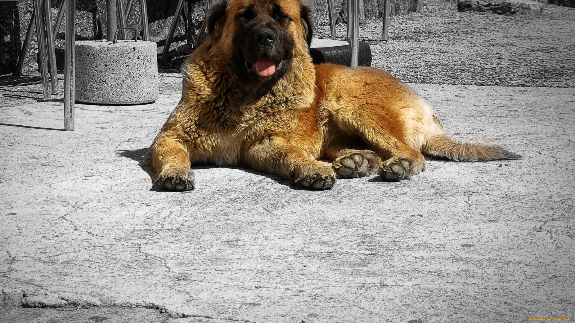 животные, собаки