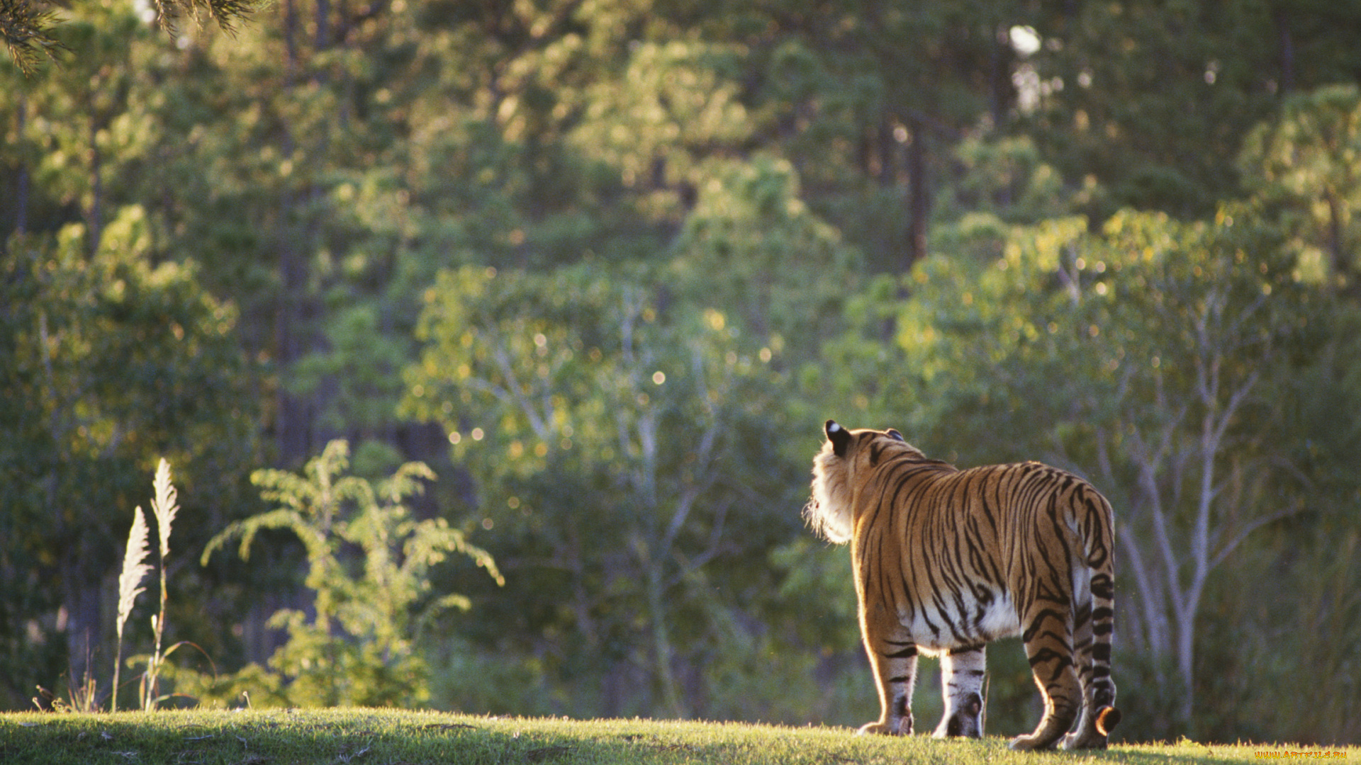 животные, тигры