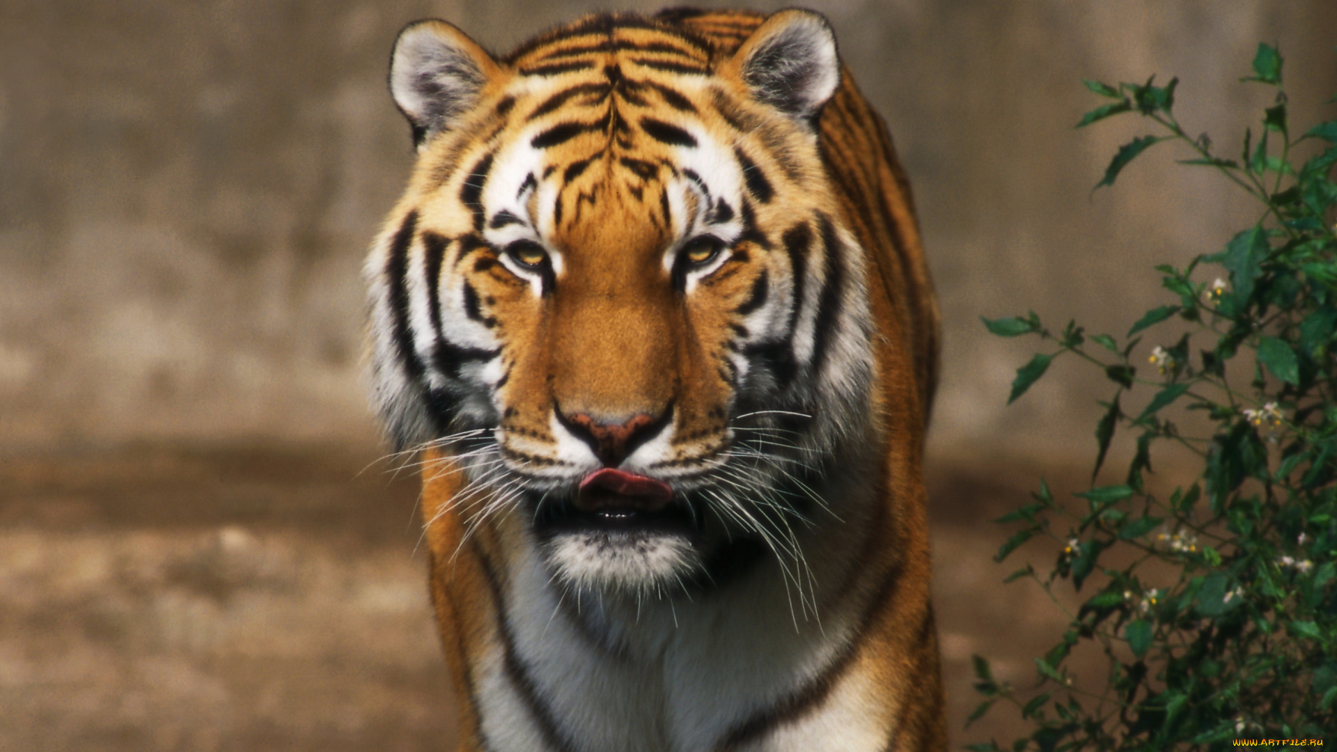 животные, тигры