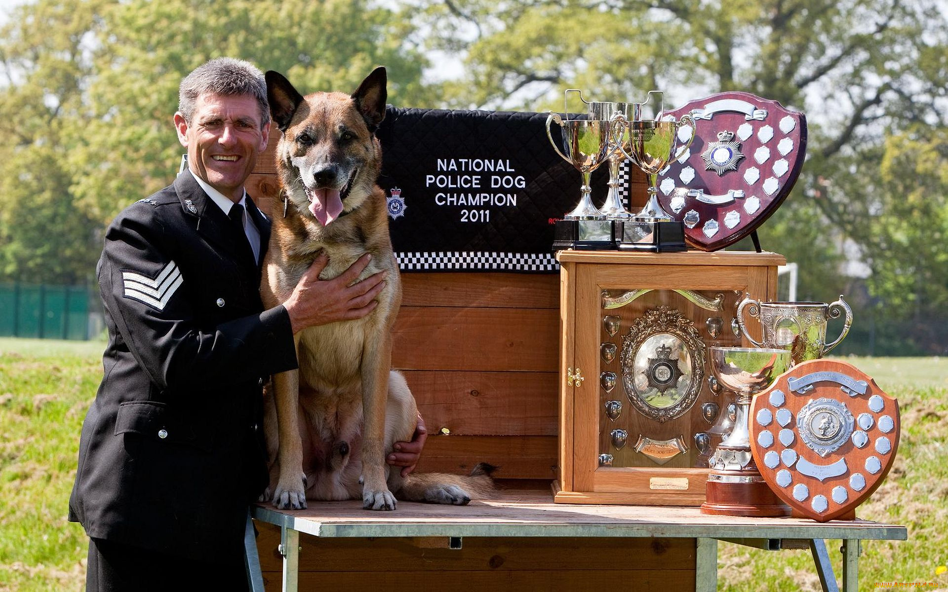 животные, собаки