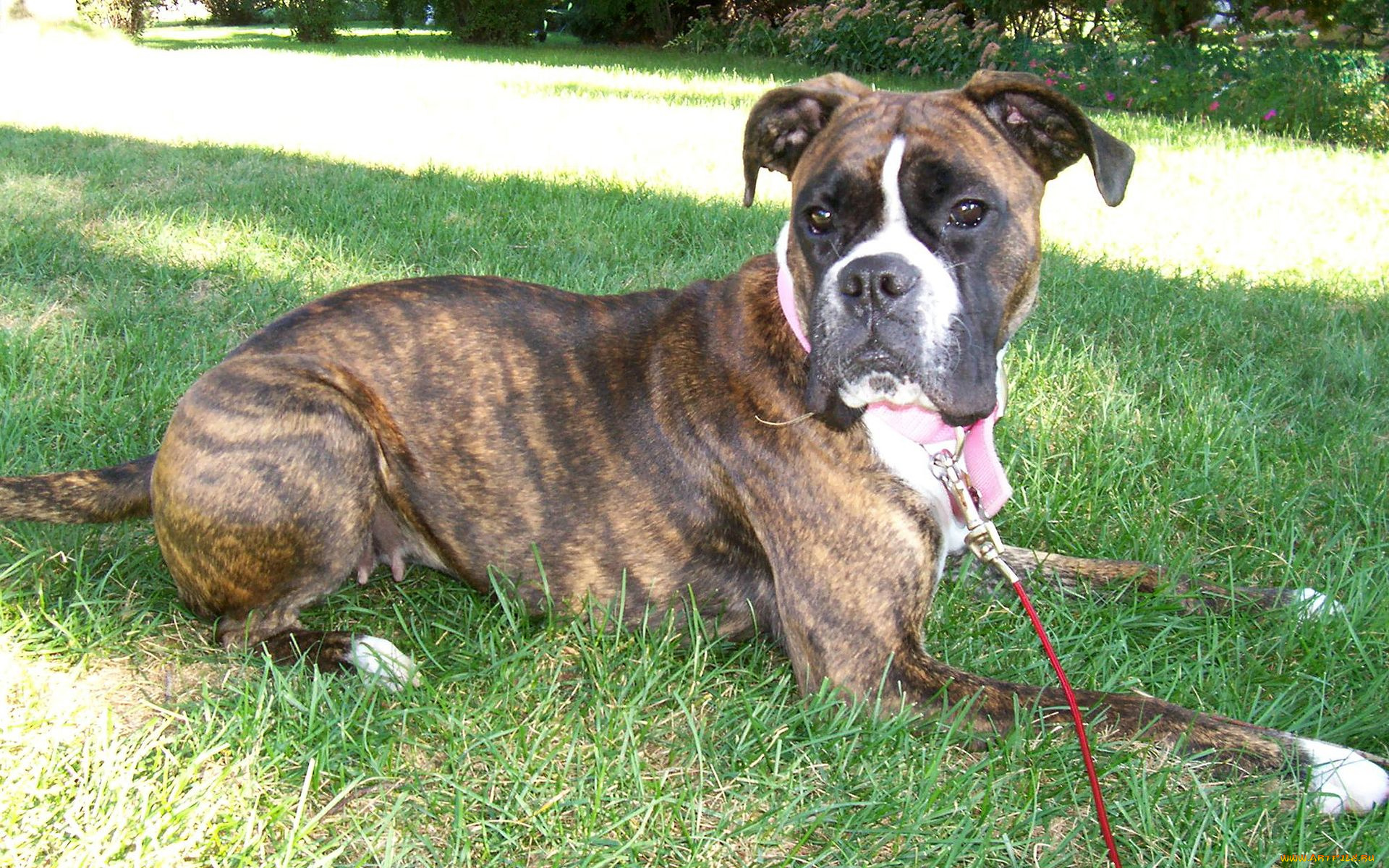 животные, собаки