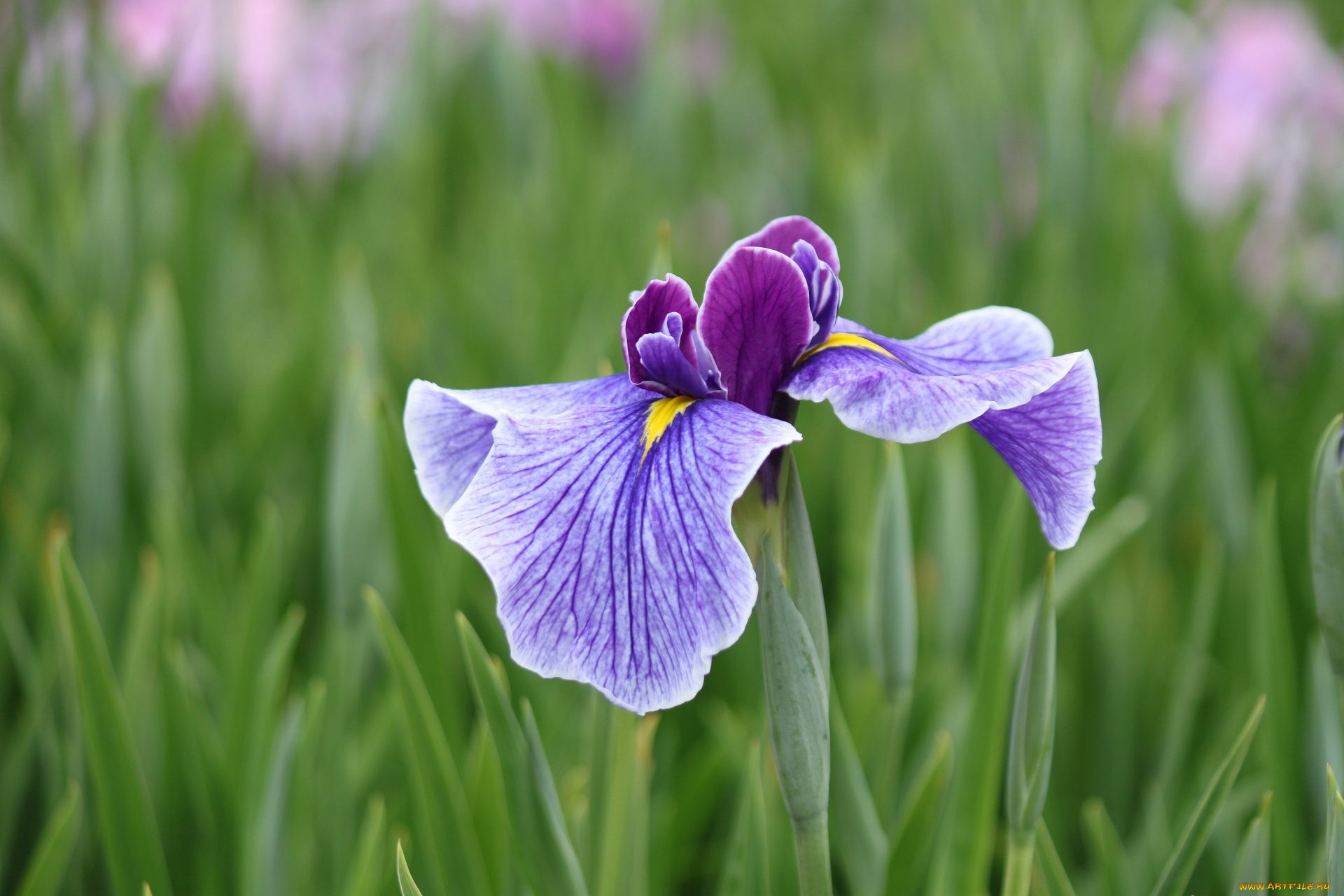 цветы, ирисы