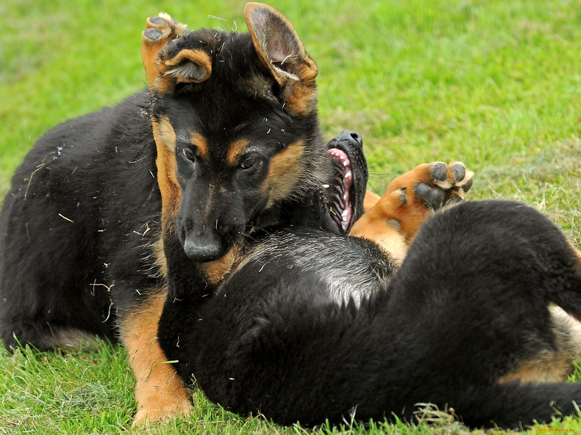 животные, собаки