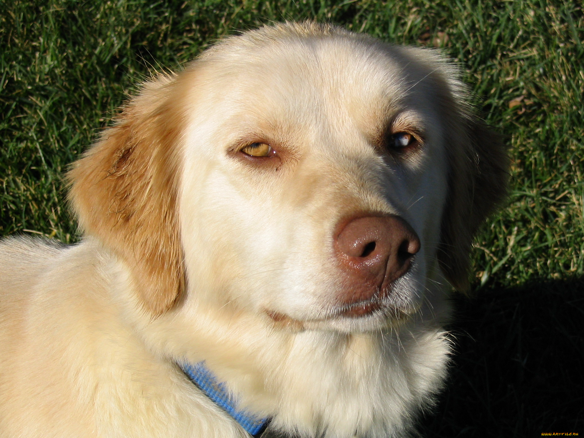 животные, собаки