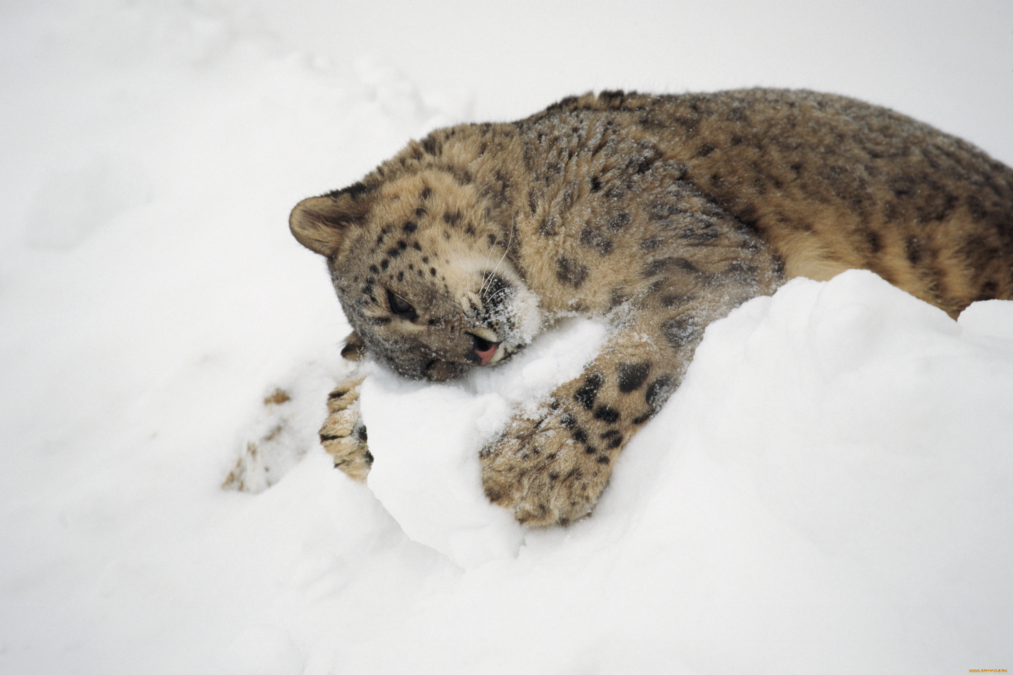 животные, снежный, барс, ирбис
