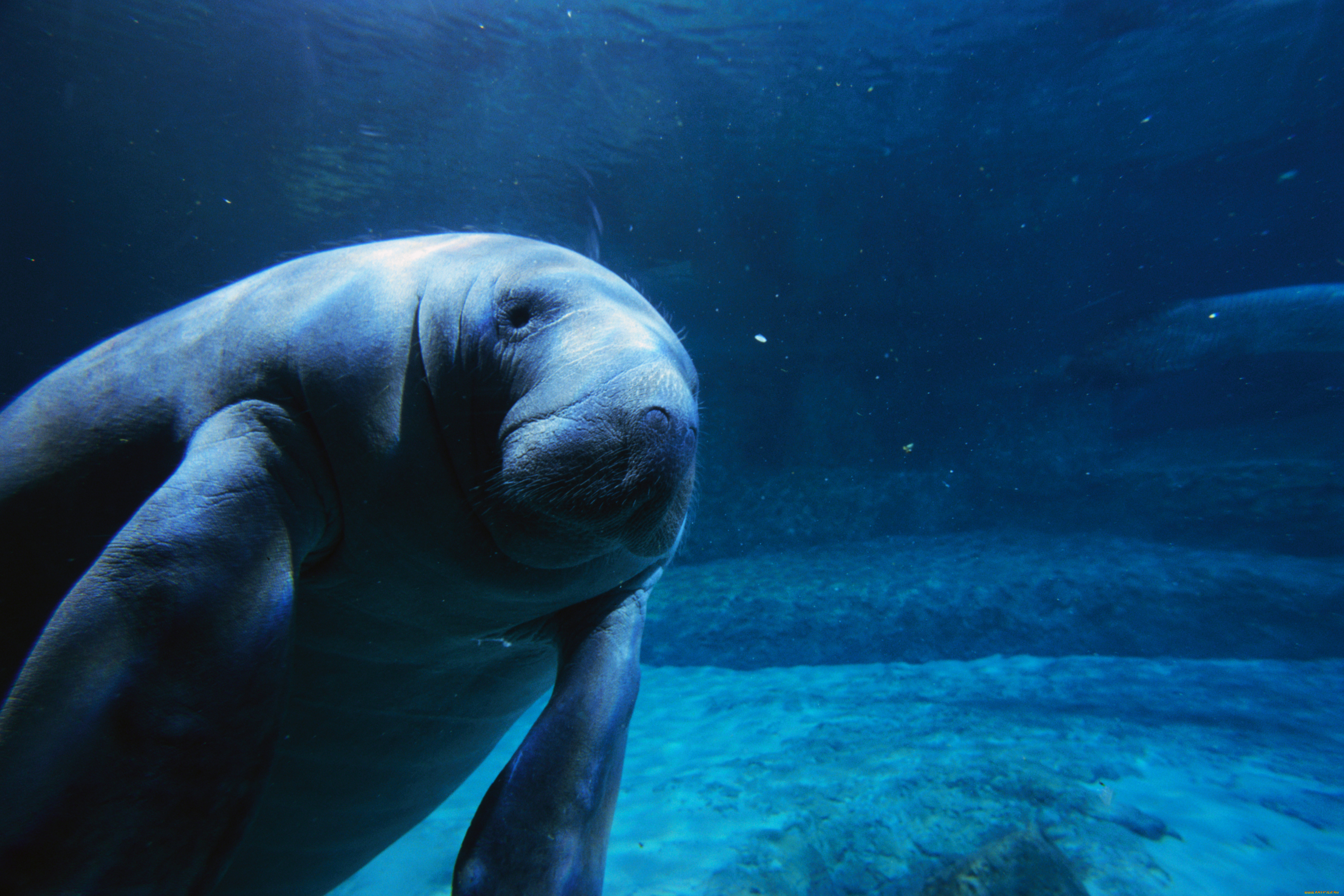 животные, морские, коровы, слоны