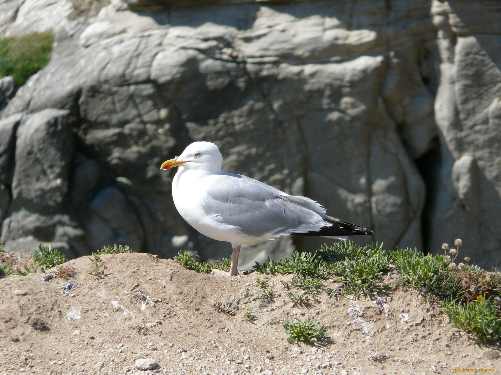 животные, Чайки, бакланы, крачки, вода, камни, чайка