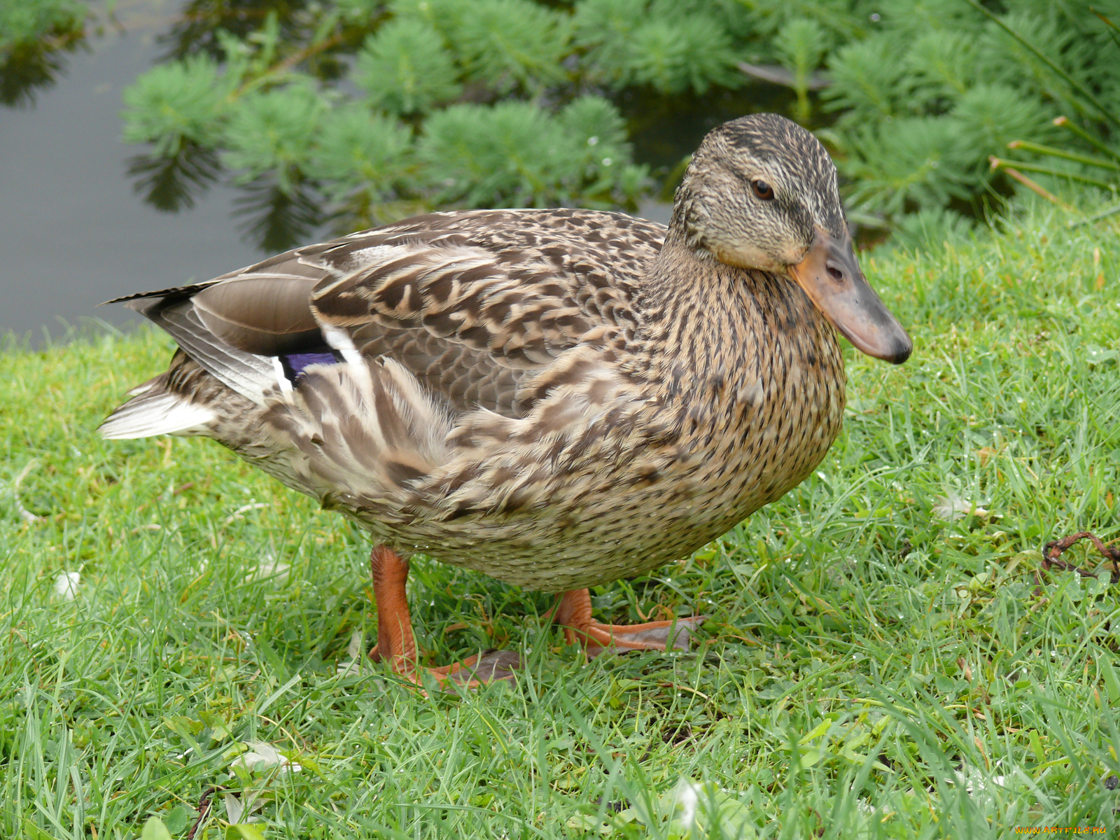 животные, утки, утка, лето, трава