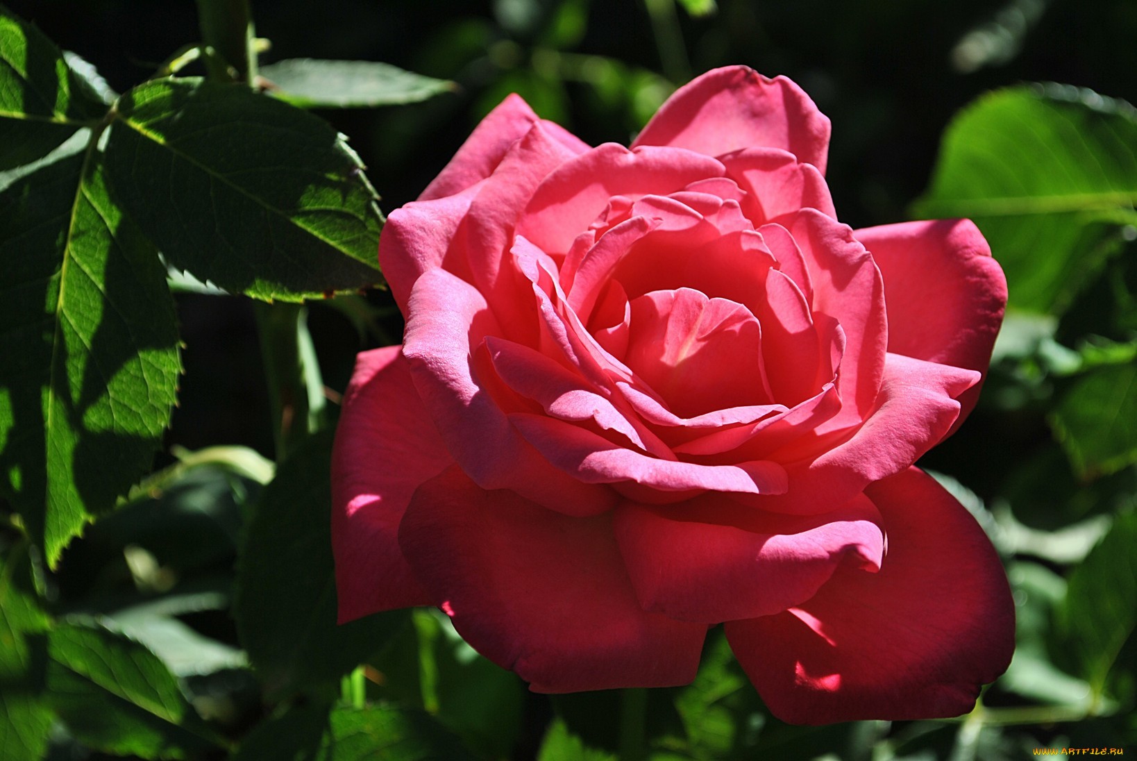 цветы, розы, роза