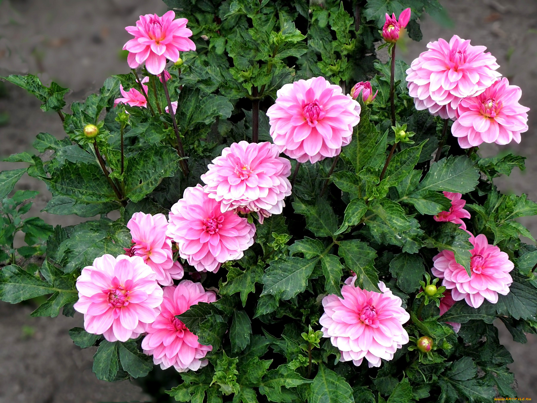 цветы, георгины, герберы