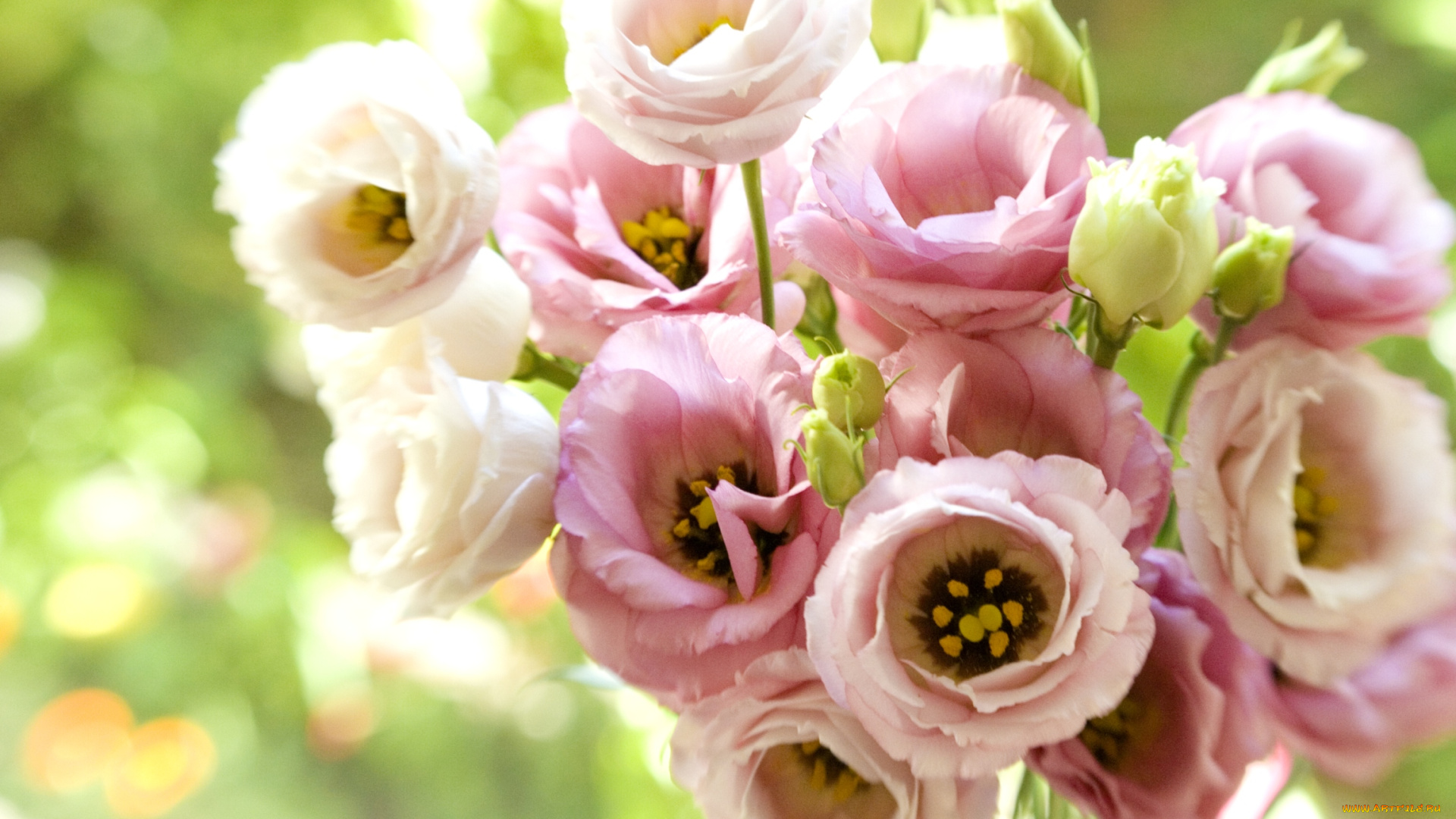 цветы, эустома, розовый, букет