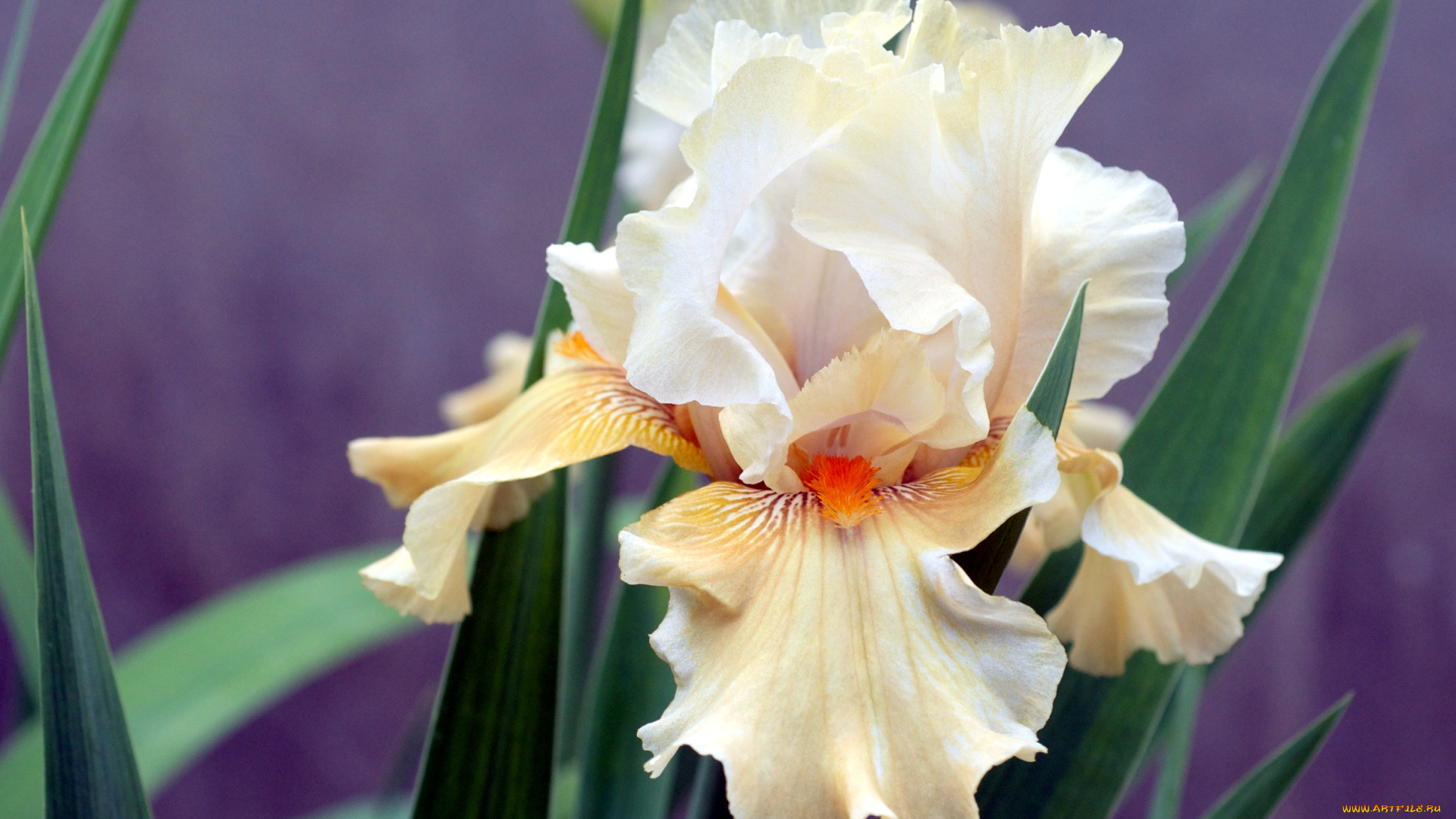 цветы, ирисы, лепестки, кремовый