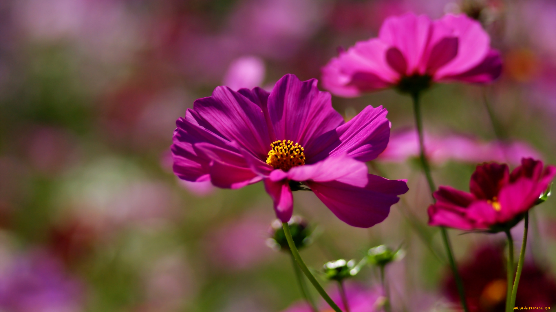 цветы, космея, малиновый
