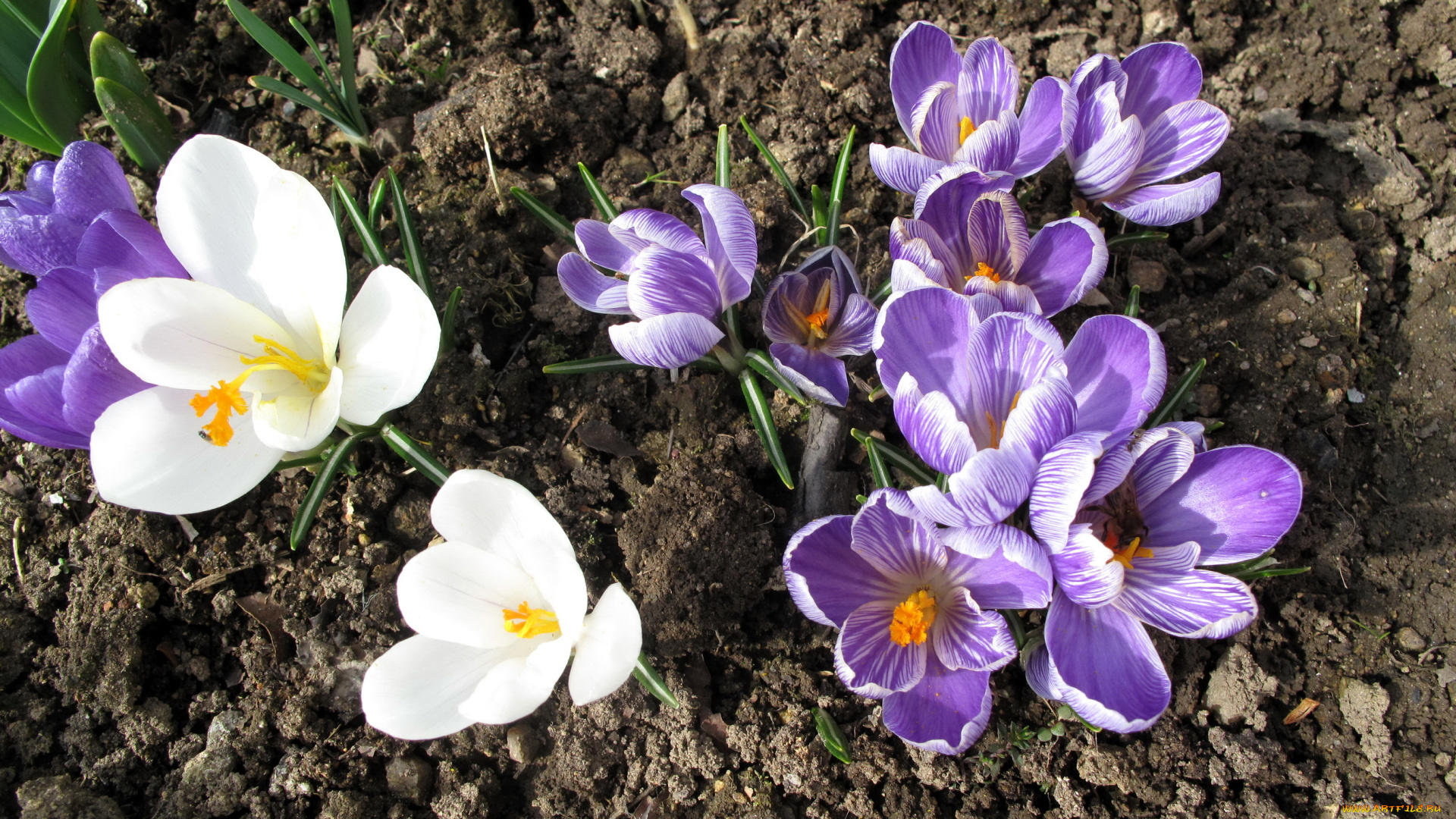 цветы, крокусы