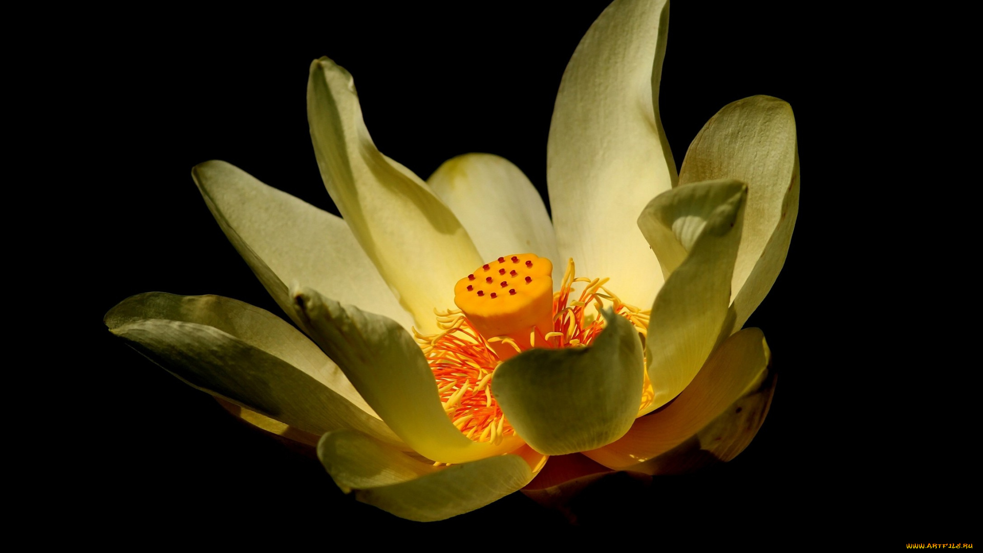 цветы, лотосы, лотос