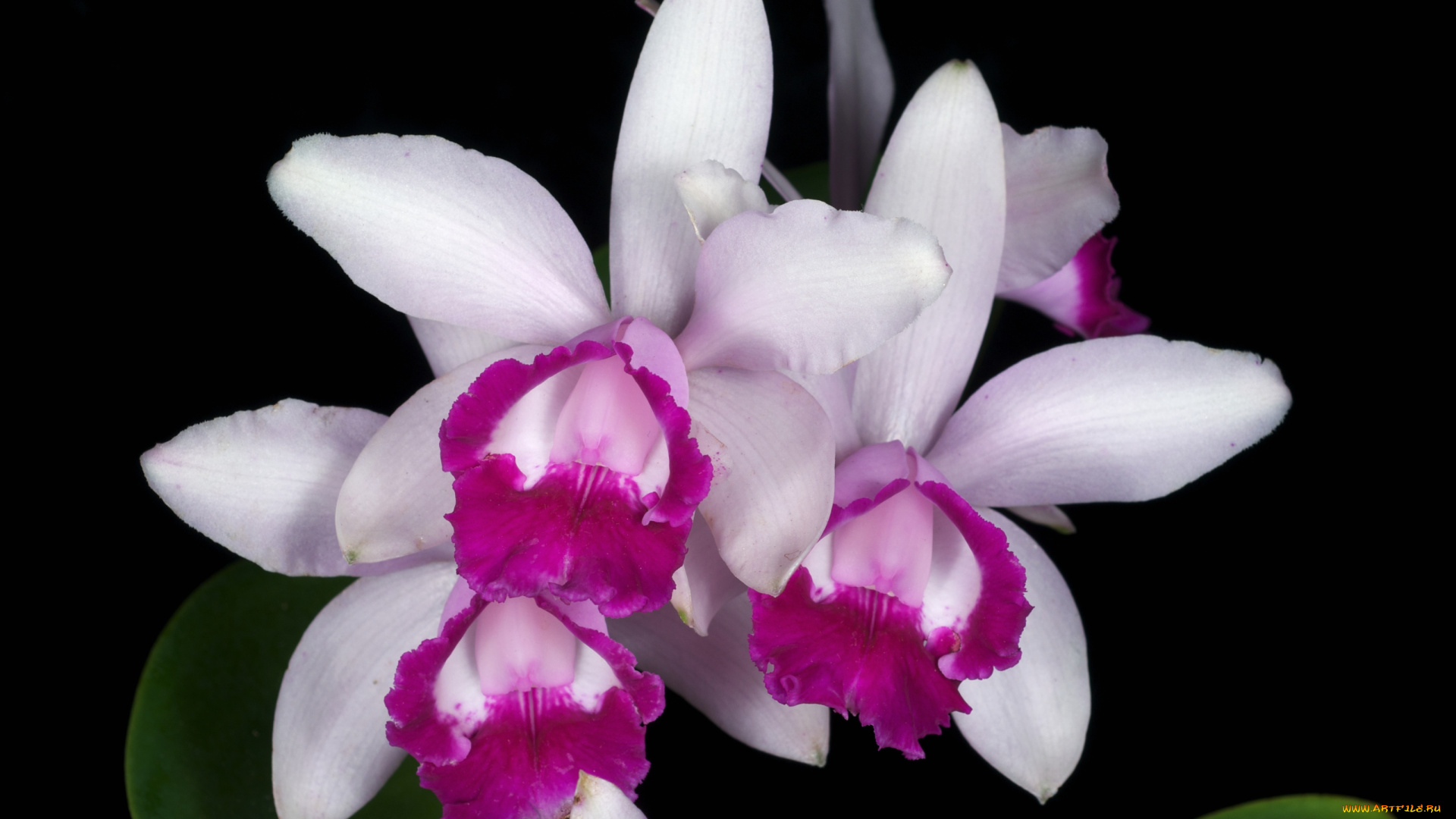 цветы, орхидеи, экзотика, лепестки
