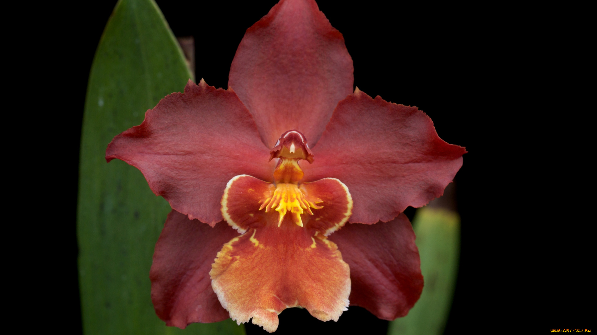 цветы, орхидеи, экзотика, лепестки, красный