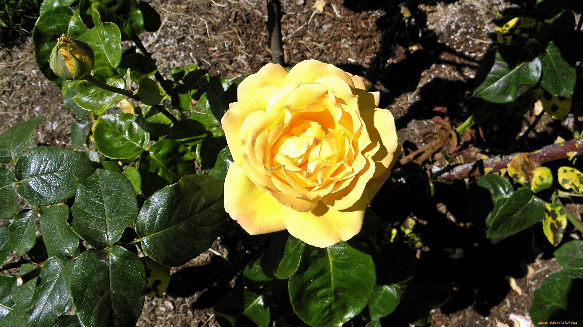 цветы, розы, роза, желтая, листья