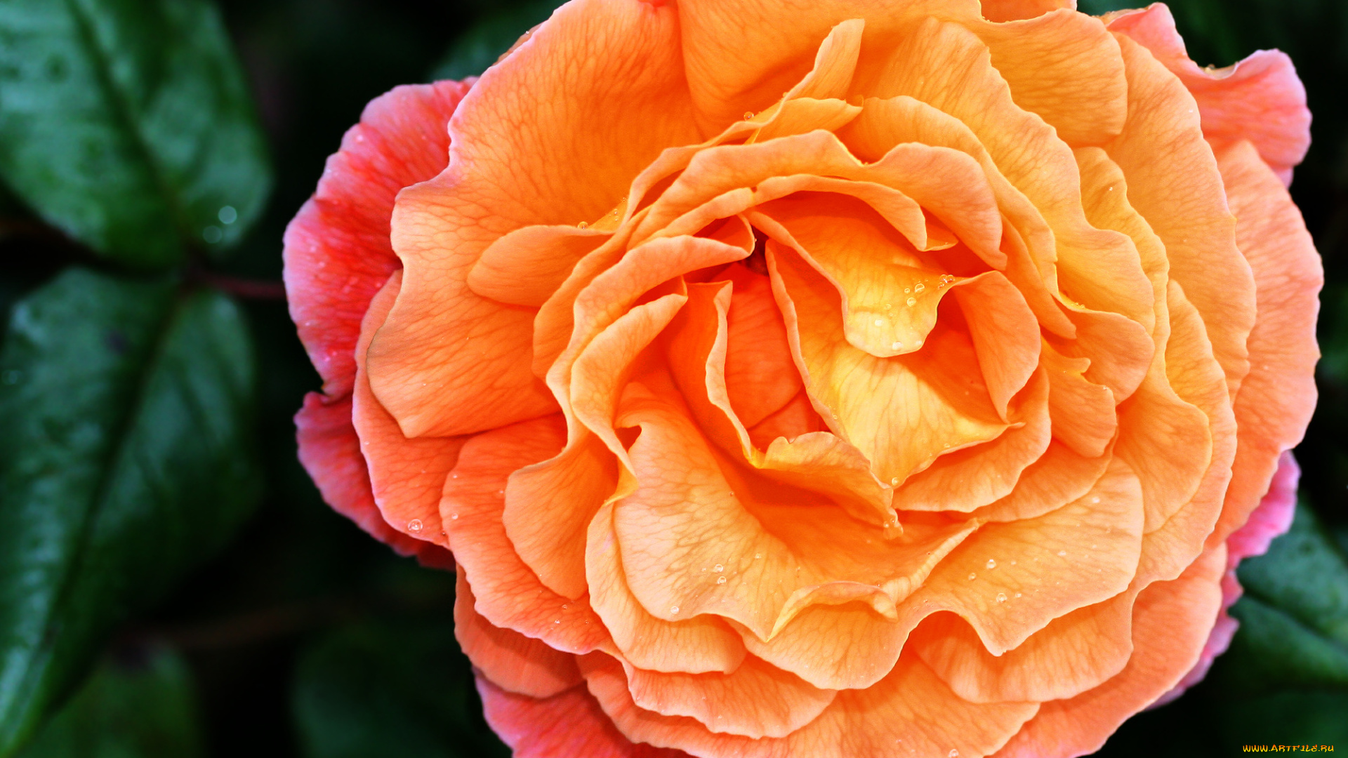 цветы, розы, желтая, роза