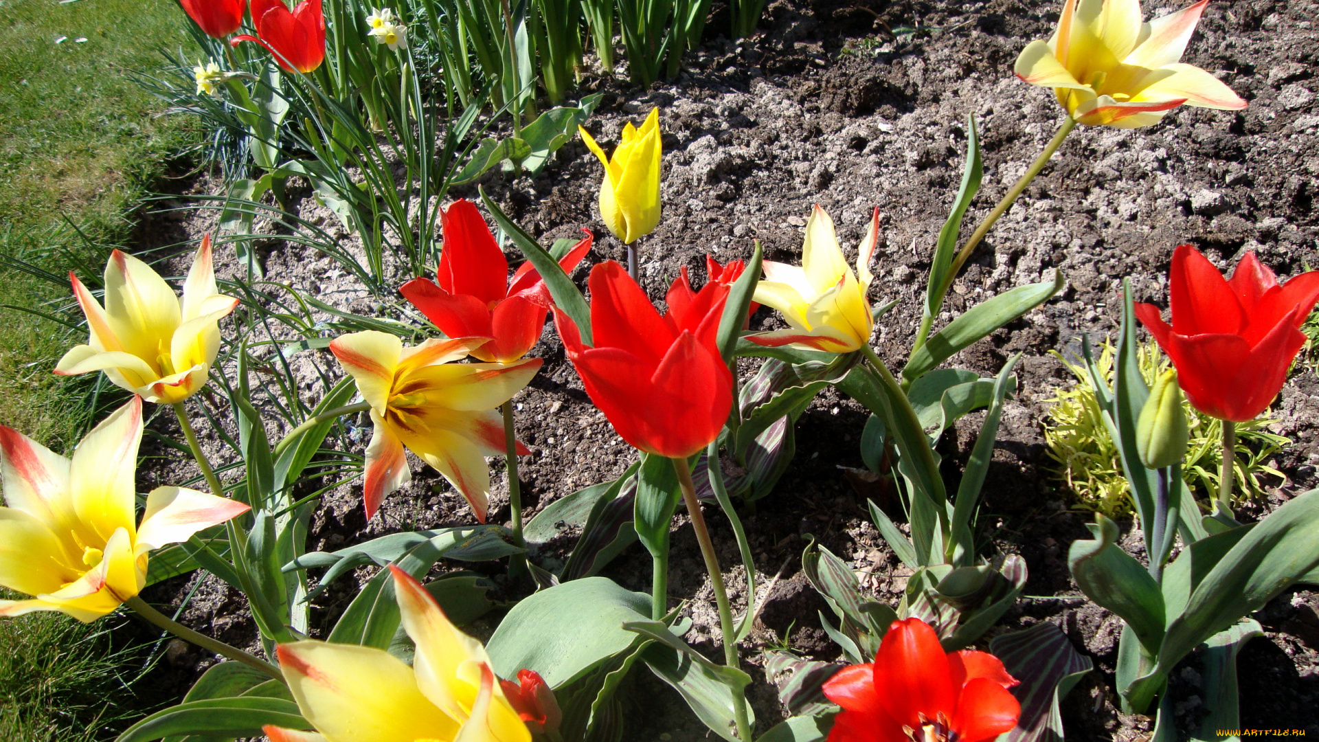 цветы, тюльпаны