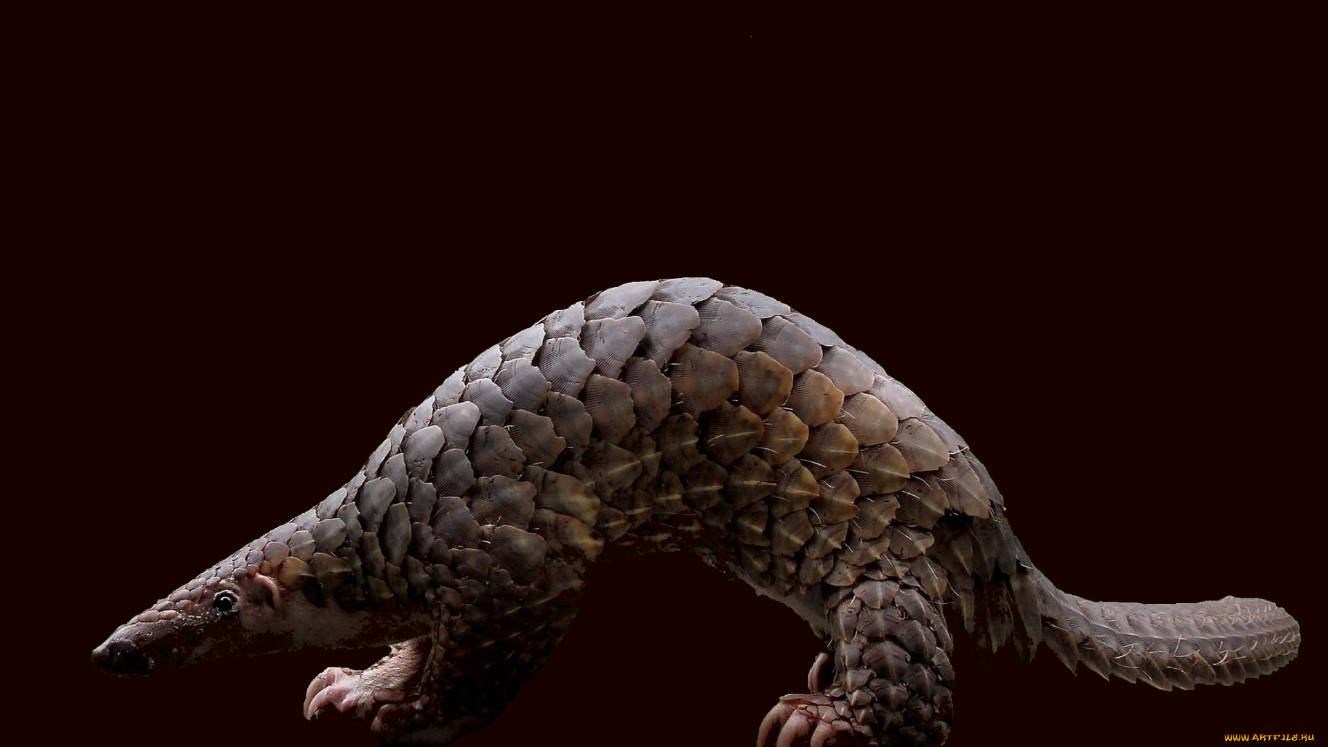 панголин, животные, Ящерицы, игуаны, вараны, Ящер