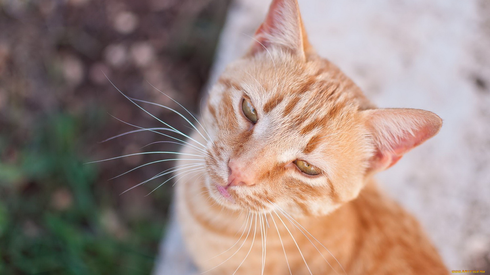 животные, коты, взгляд, фон, кошка