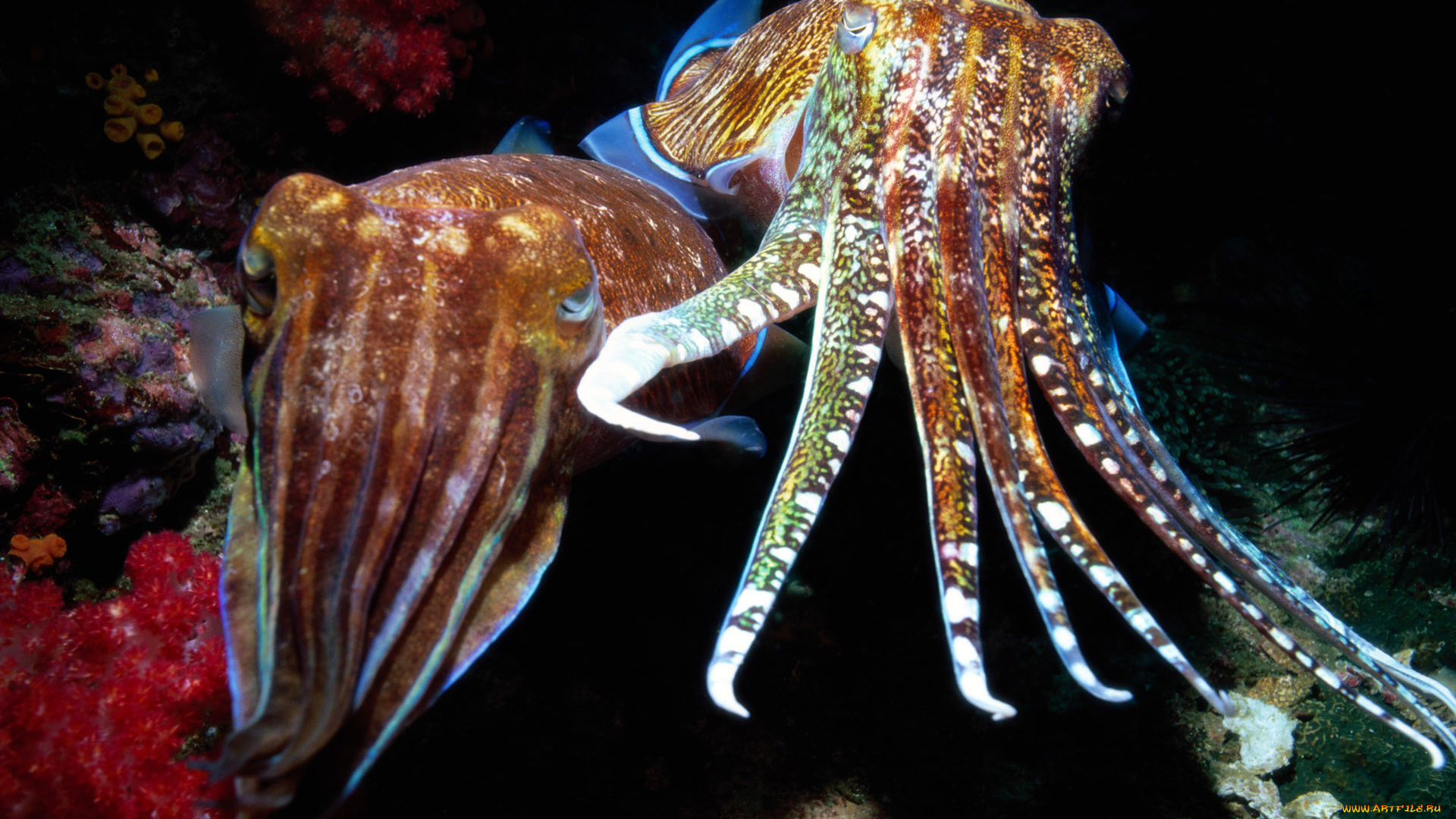 животные, морская, фауна, каракатицы, море