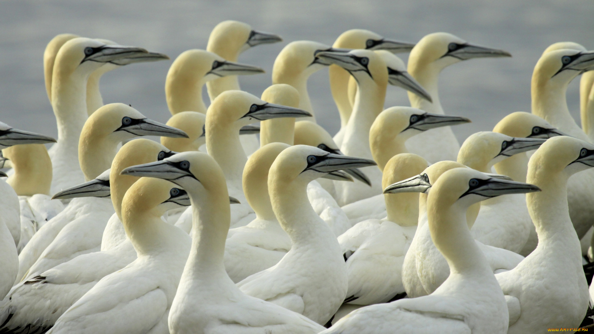 животные, олуши, головы, клювы