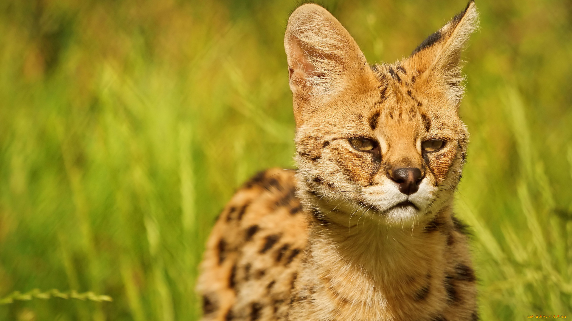 животные, сервалы, стоит, смотрит, сервал