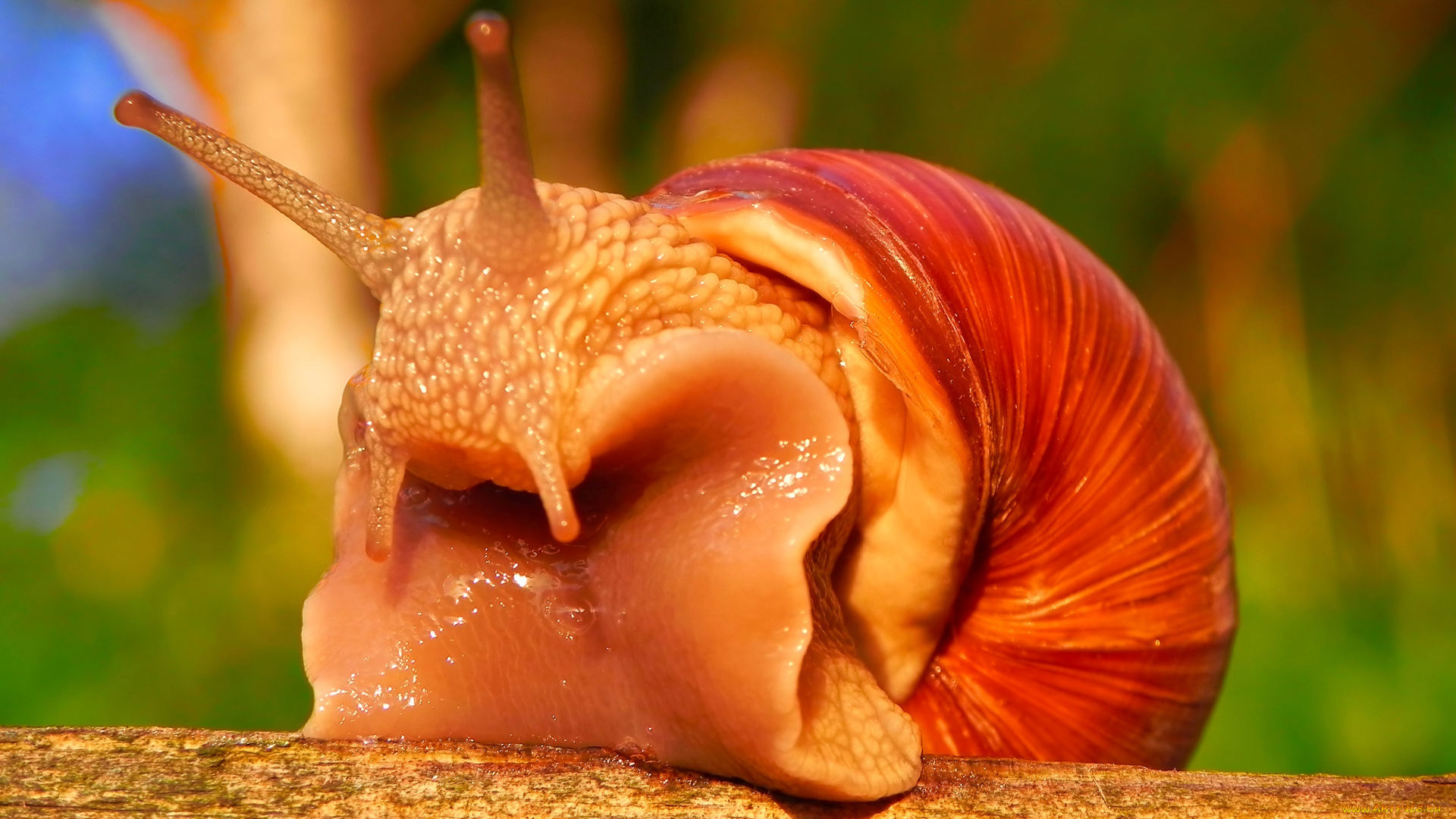 животные, улитки, макро, природа, красный, ползет, улитка