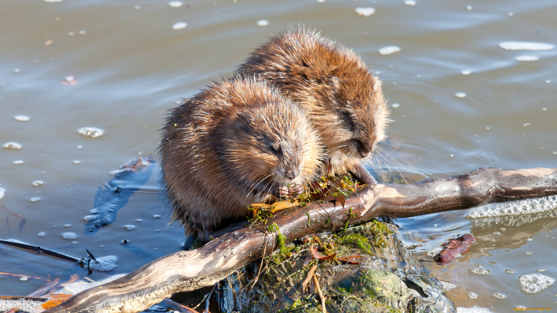 животные, выдры, каланы, ондатры, ветка, мокрый, ондатра
