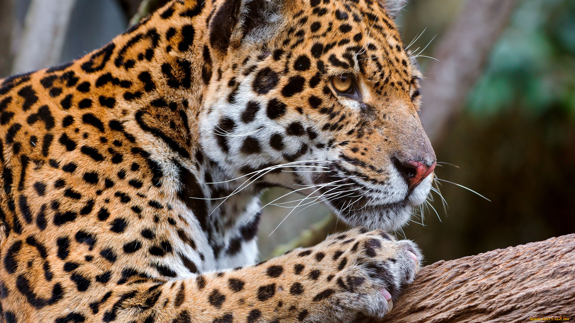 животные, Ягуары, хищник, кошка, ветка