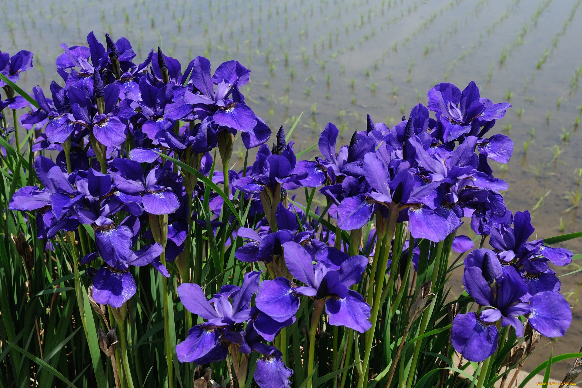 цветы, ирисы, сиреневый