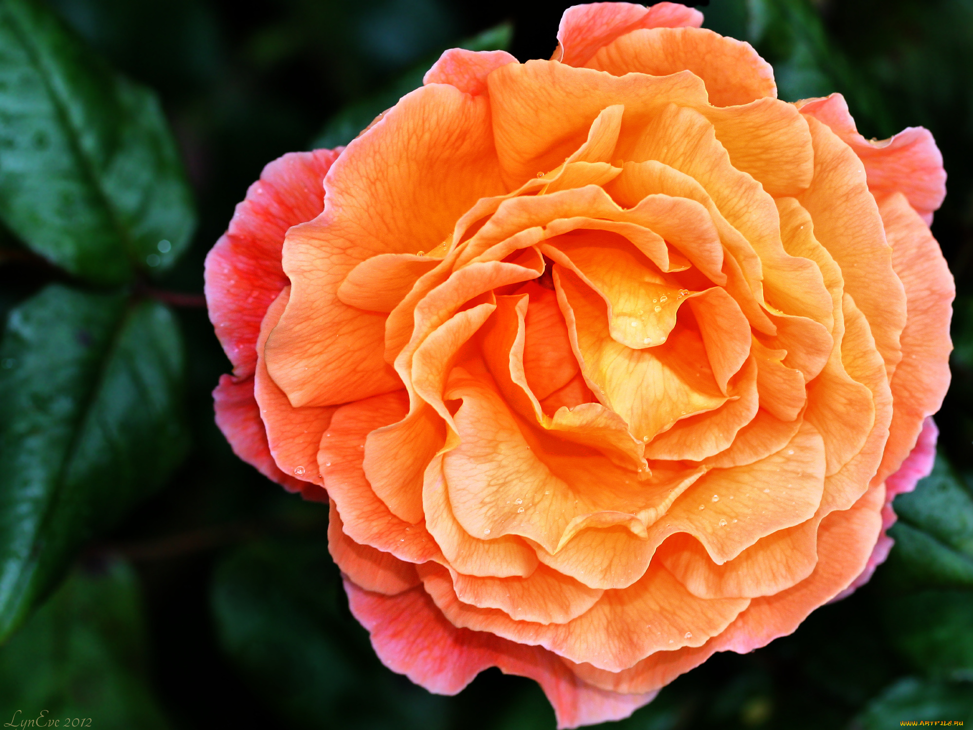 цветы, розы, желтая, роза