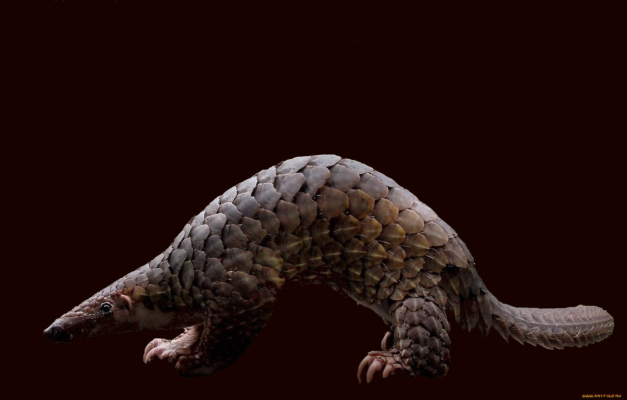 панголин, животные, Ящерицы, игуаны, вараны, Ящер