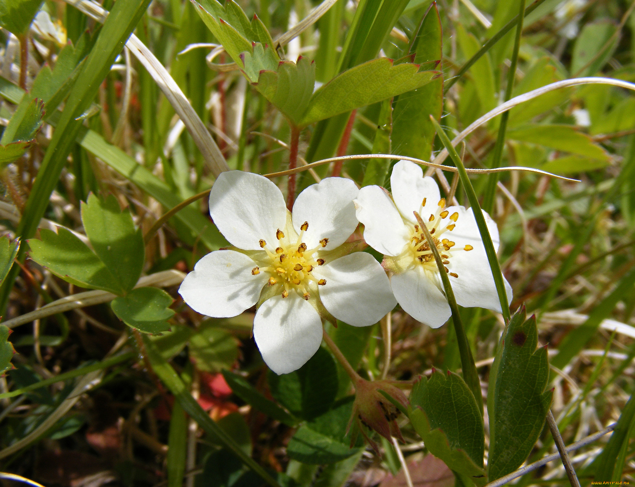 цветы, трава, лепестки