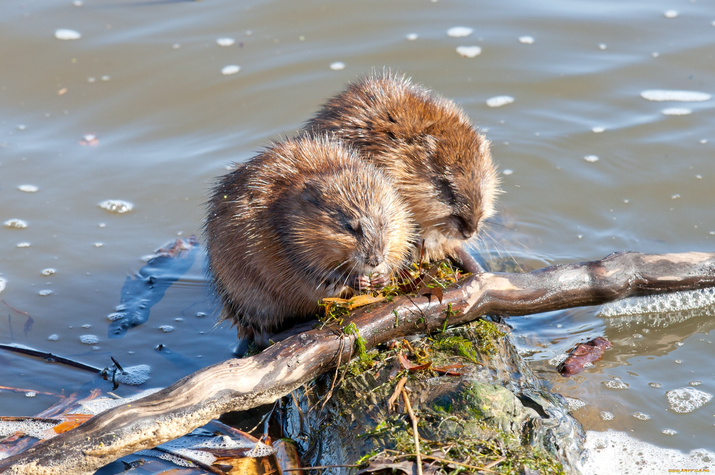 животные, выдры, каланы, ондатры, ветка, мокрый, ондатра
