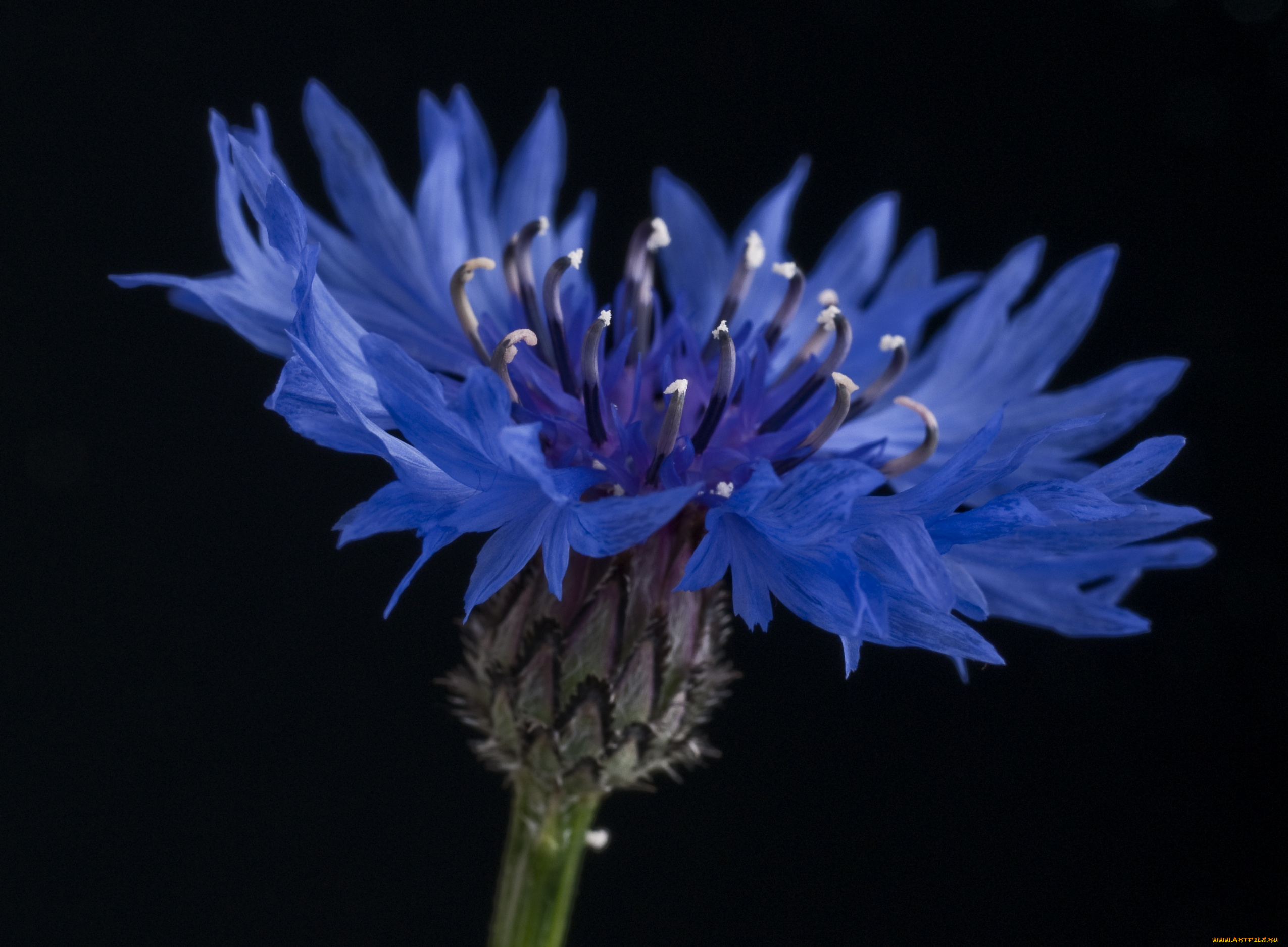 цветы, васильки, синий