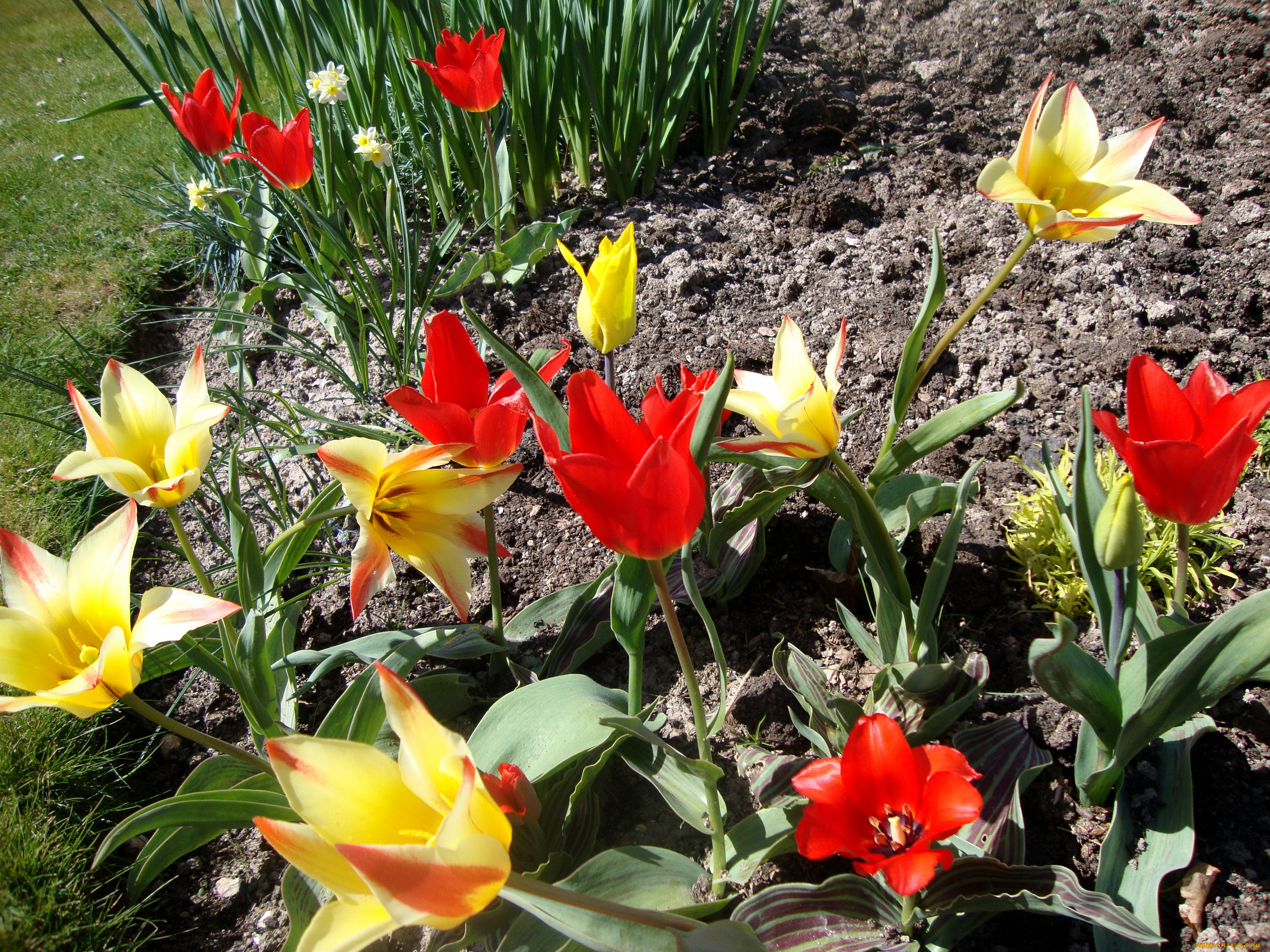 цветы, тюльпаны