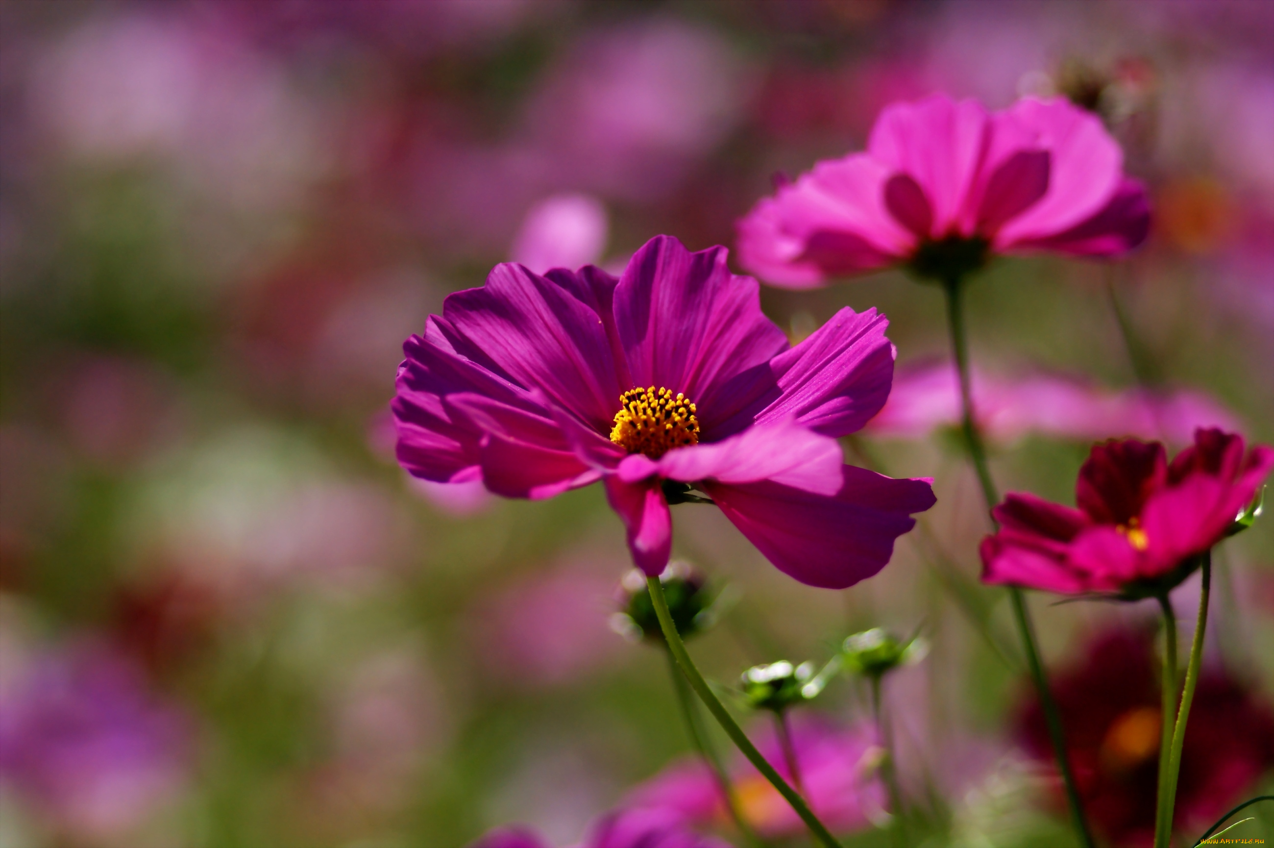 цветы, космея, малиновый