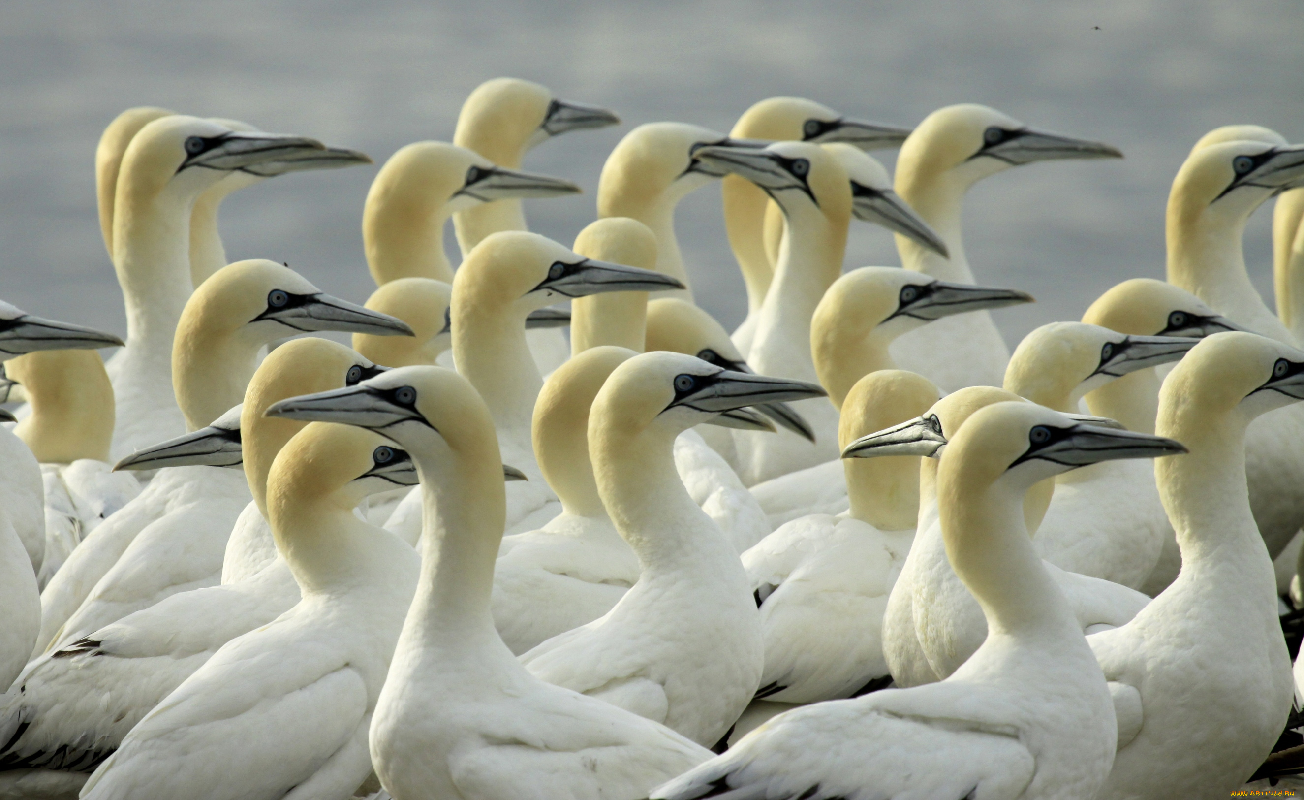 животные, олуши, головы, клювы