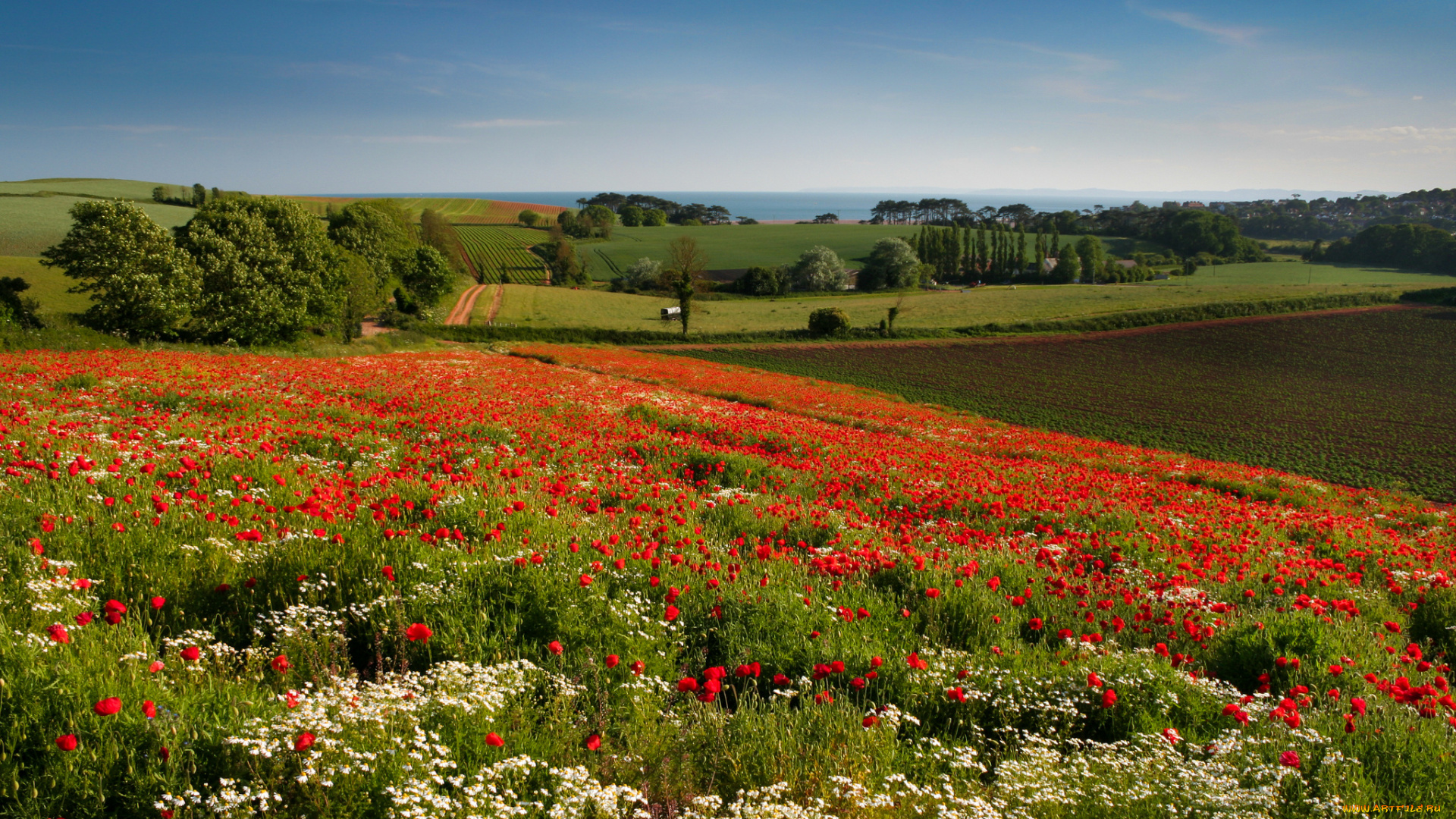 budleigh, salterton, england, природа, поля, англия, луг, пейзаж, деревья, ромашки, маки, цветы