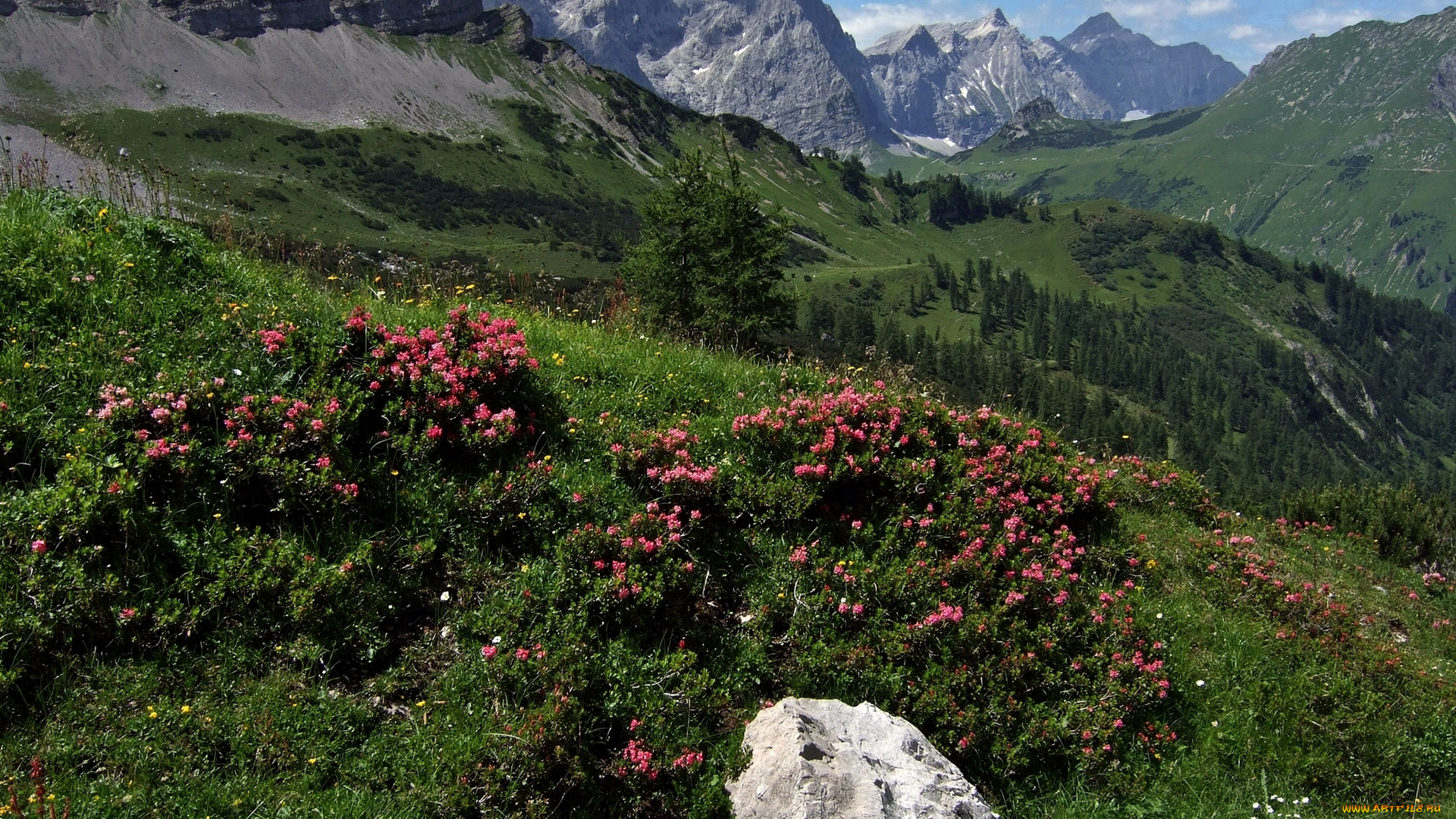 karwendel, tirol, austria, природа, горы, alps, карвендель, тироль, австрия, альпы, рододендроны, кусты, камень, пейзаж