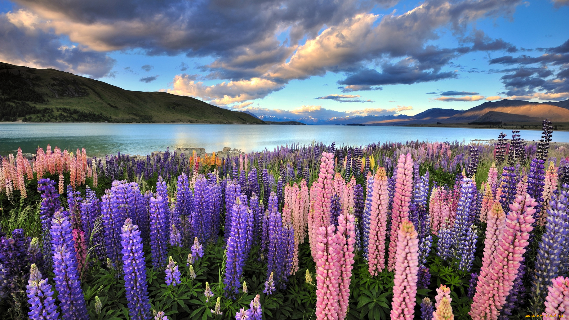 природа, луга, небо, горы, вода, люпин