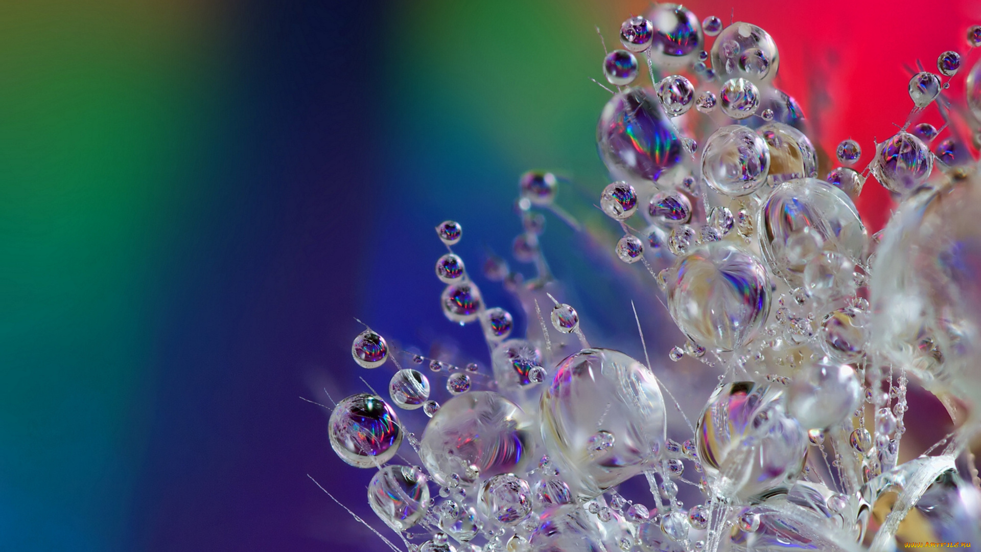 природа, макро, капли